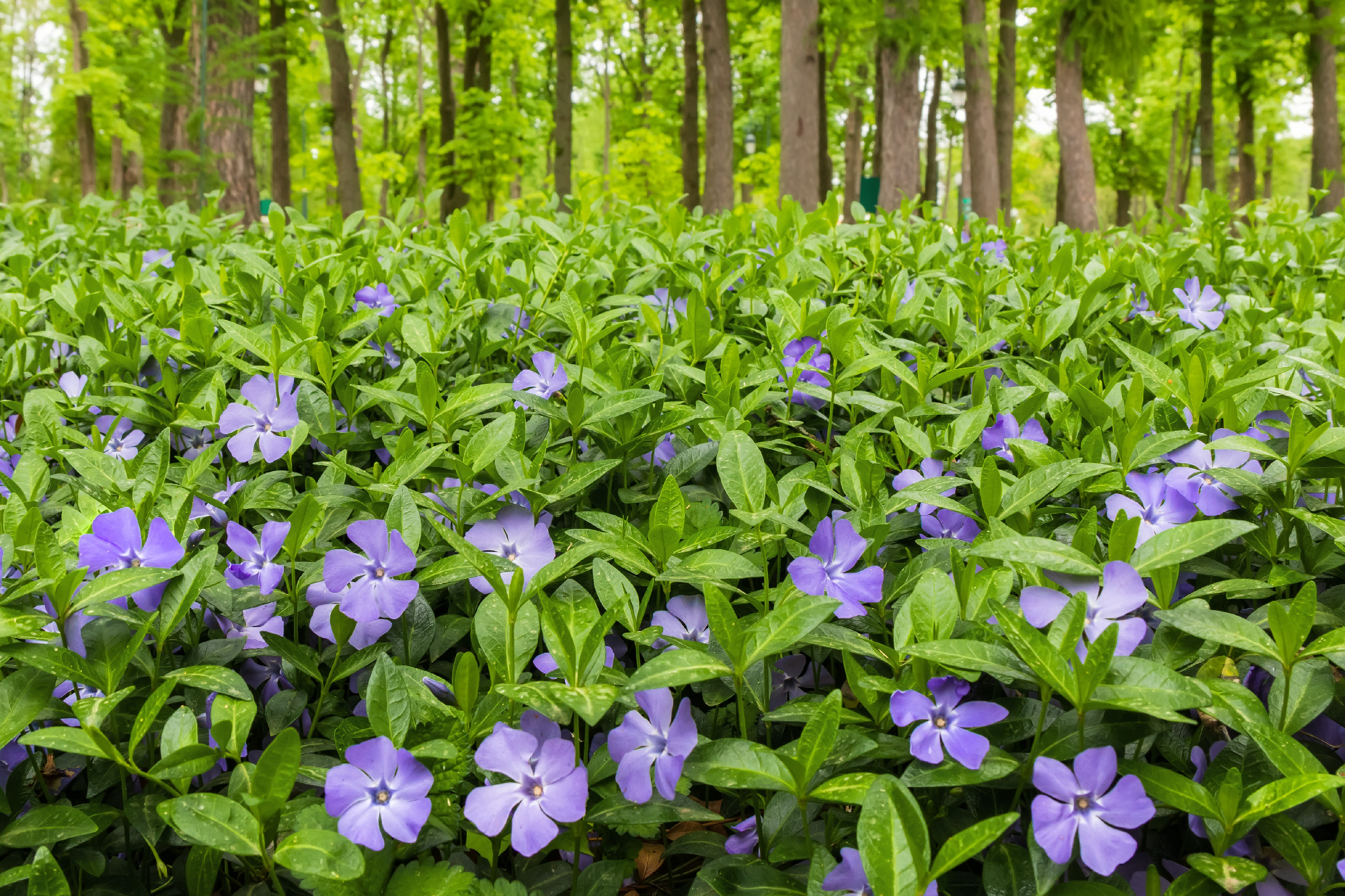 Vinca minor (lesser periwinkle or dwarf periwinkle) with bluevio