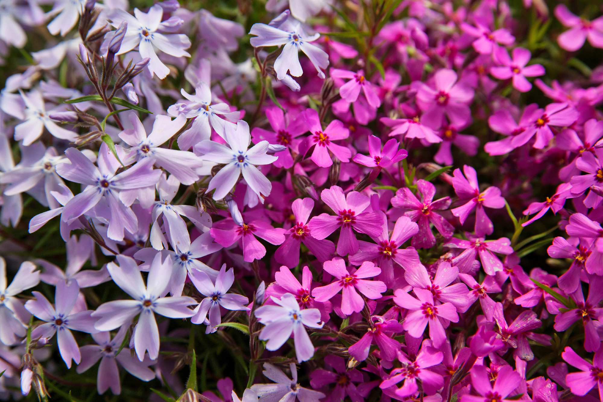 Flowers background