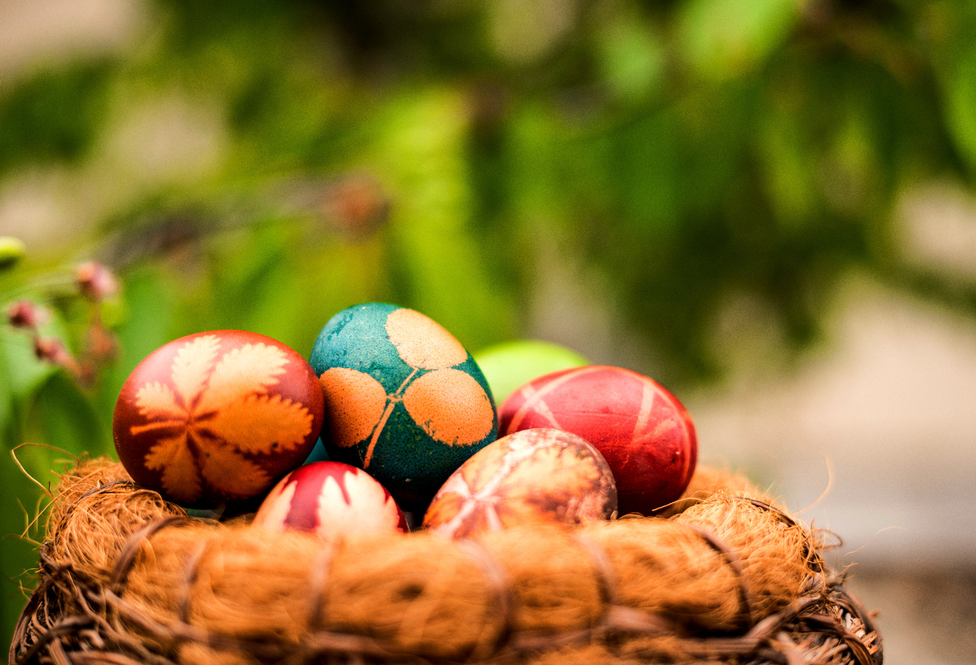 Closeup of Easter eggs in nest