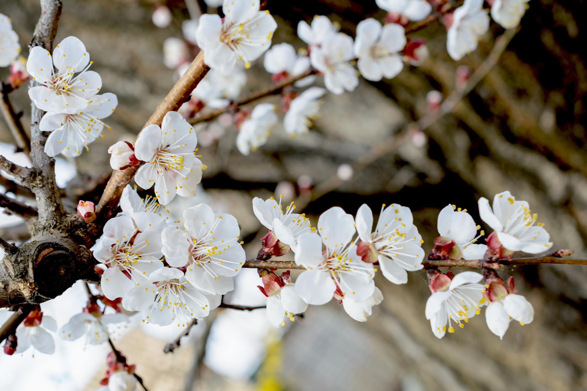 Branch of blossoming tree with white flowers. Spring flowering.