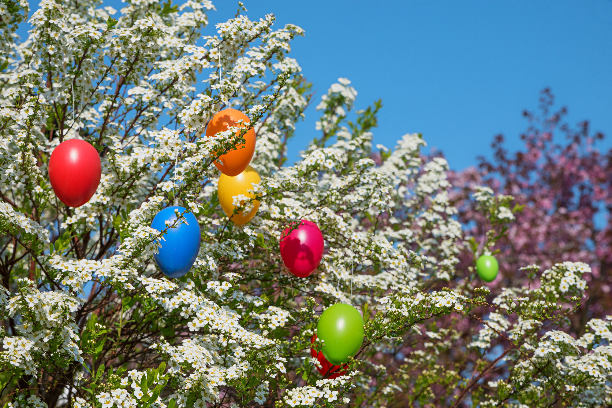 spiraea bush with white blossoms and easter eggs