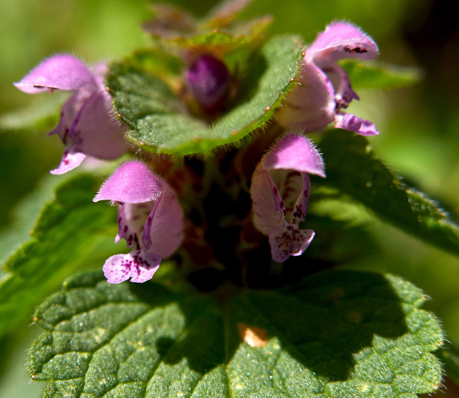 Aprócska virág, amiből még burnótot is készítettek hajdanán – az árvacsalán