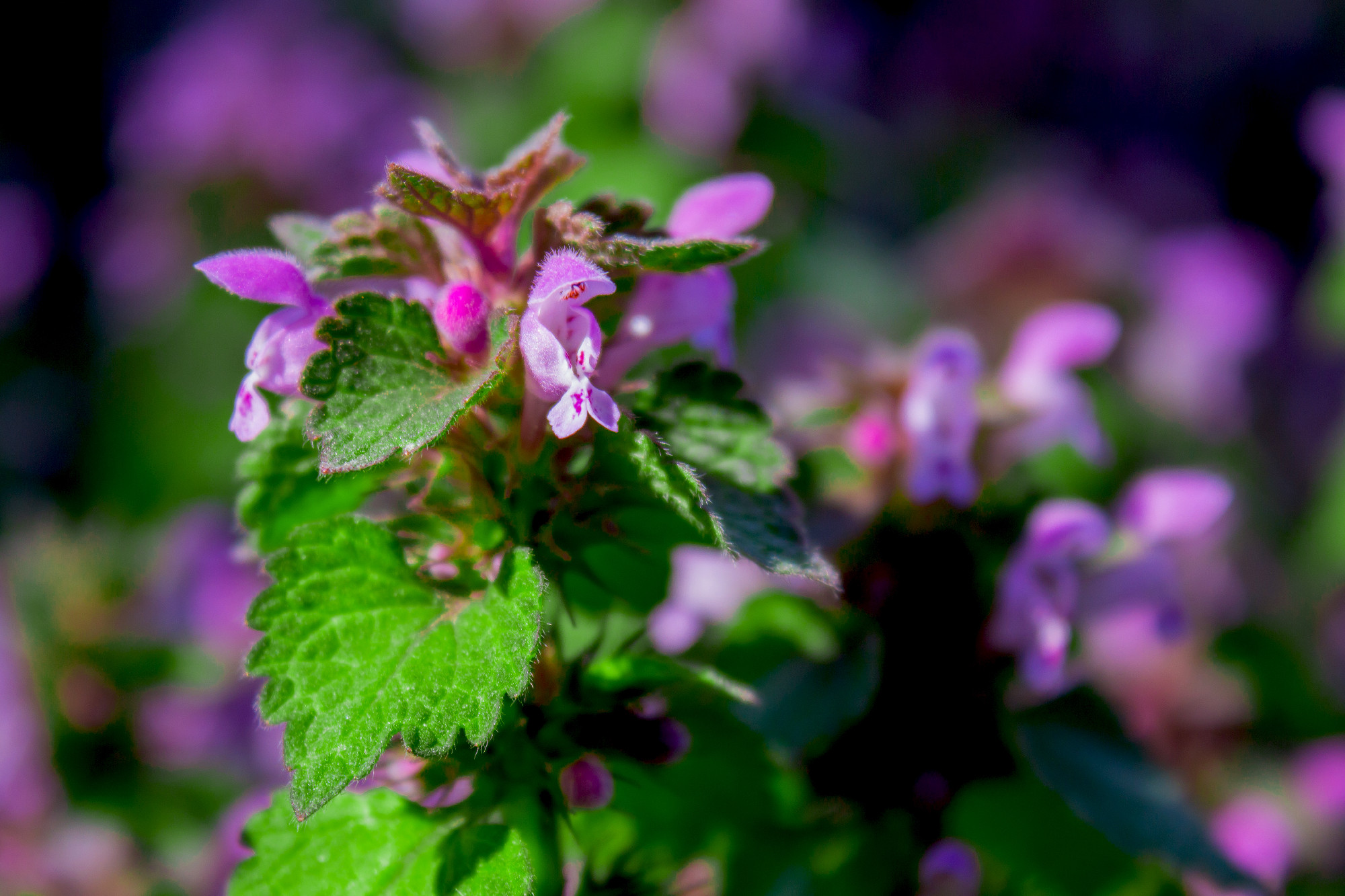 Flowers Lamium maculatum also known as spotted dead-nettle, spot