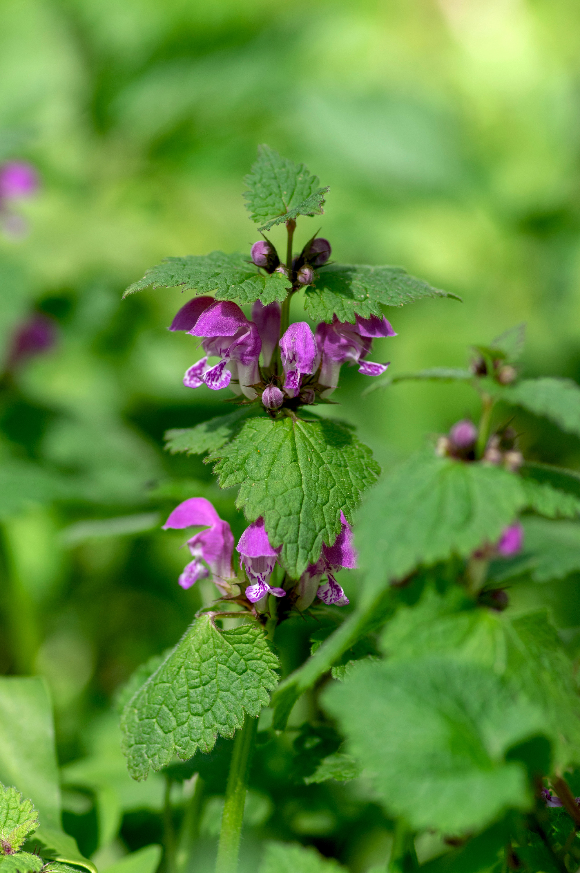 Lamium purpureum wild pink flowering purple dead-nettle flowers