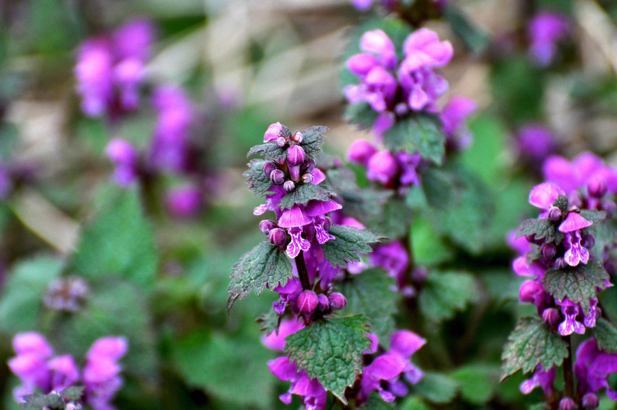 It blooms in nature deaf nettle purple (Lamium purpureum)