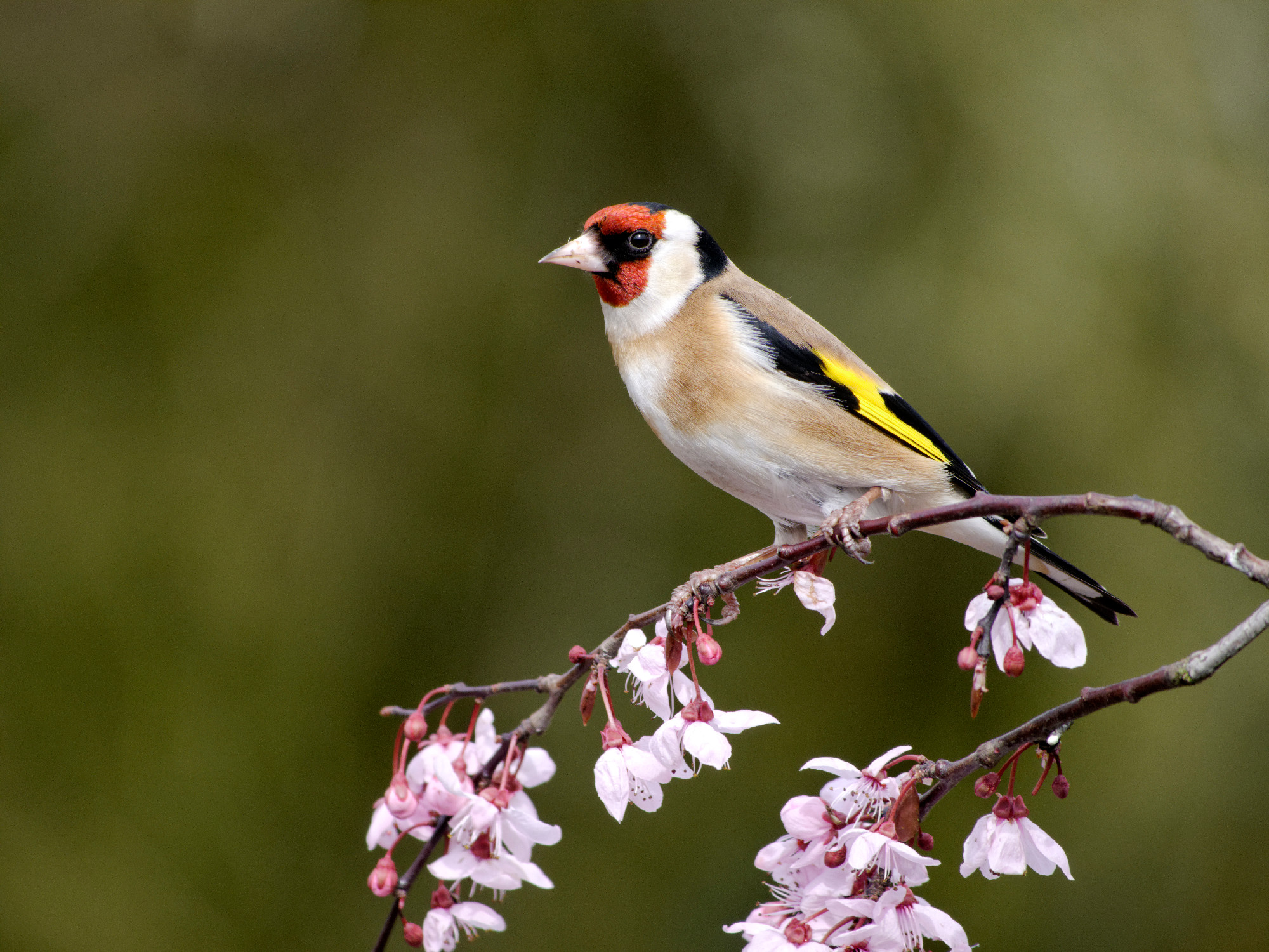 Goldfinch, Carduelis carduelis