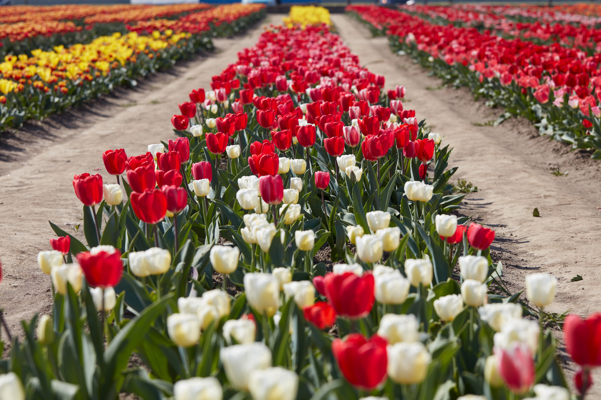 Tulip flowers rows and field in spring sunlight