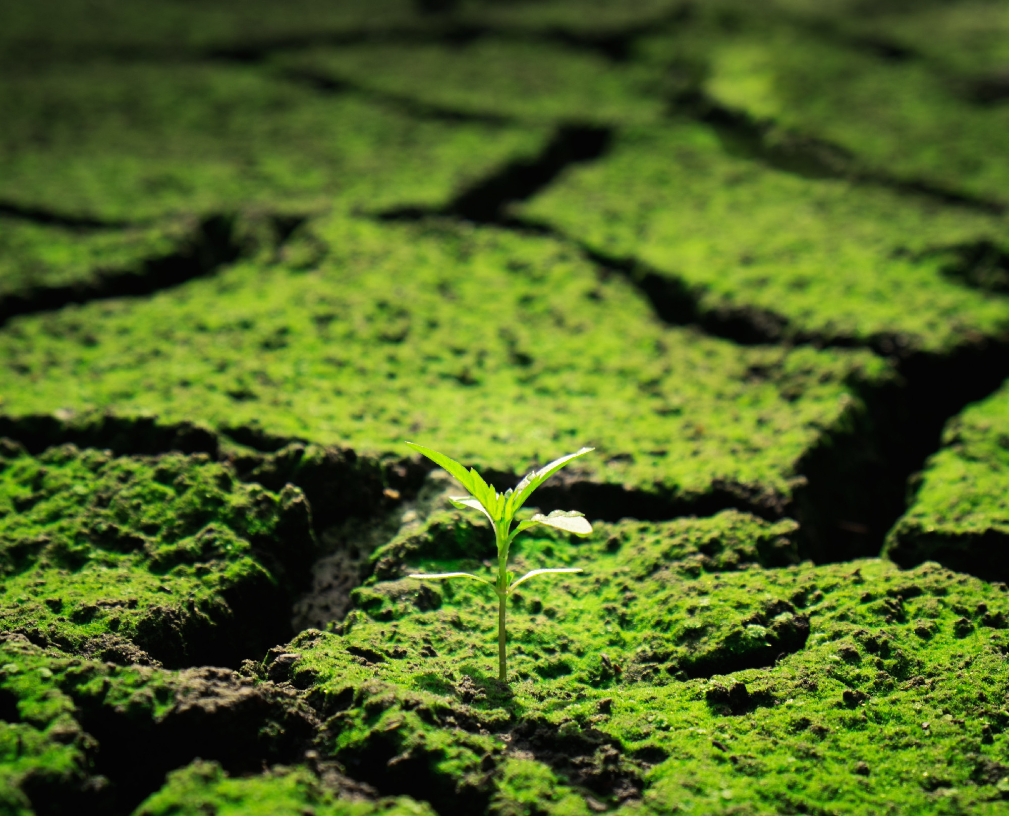 Green plant growing trough dead soil