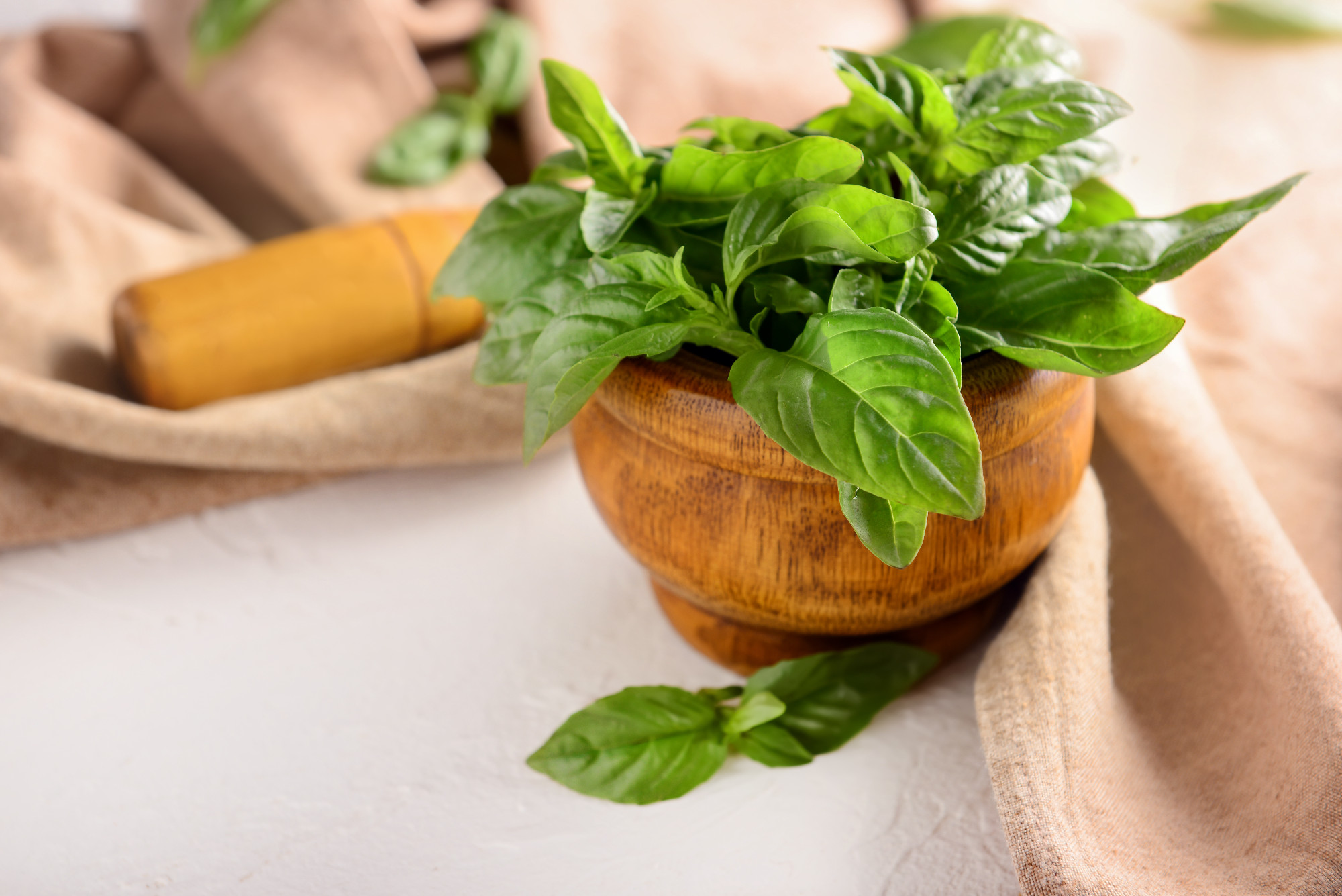 Mortar with fresh green basil on light table�