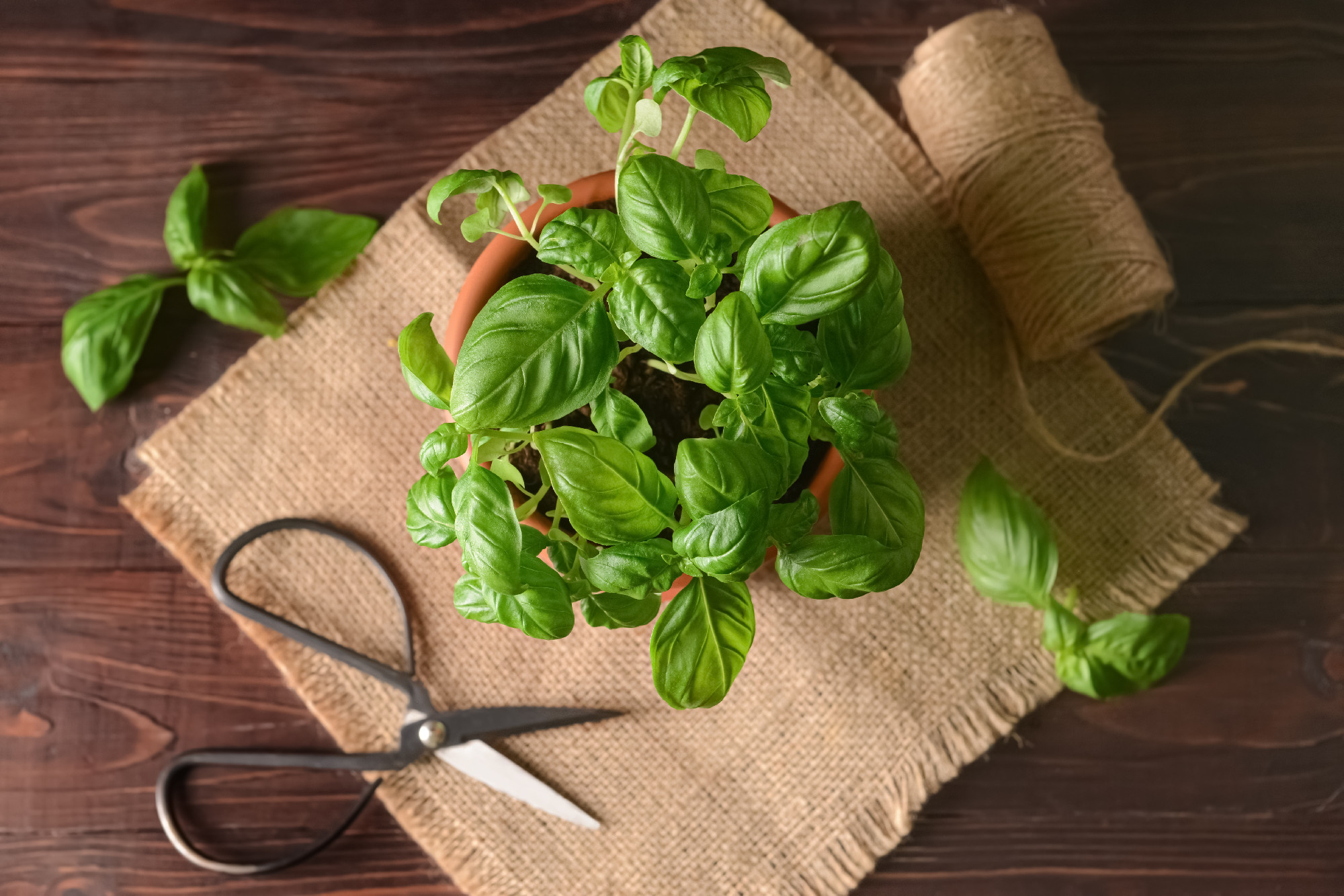 Fresh basil in pot, scissors and rope on wooden background�