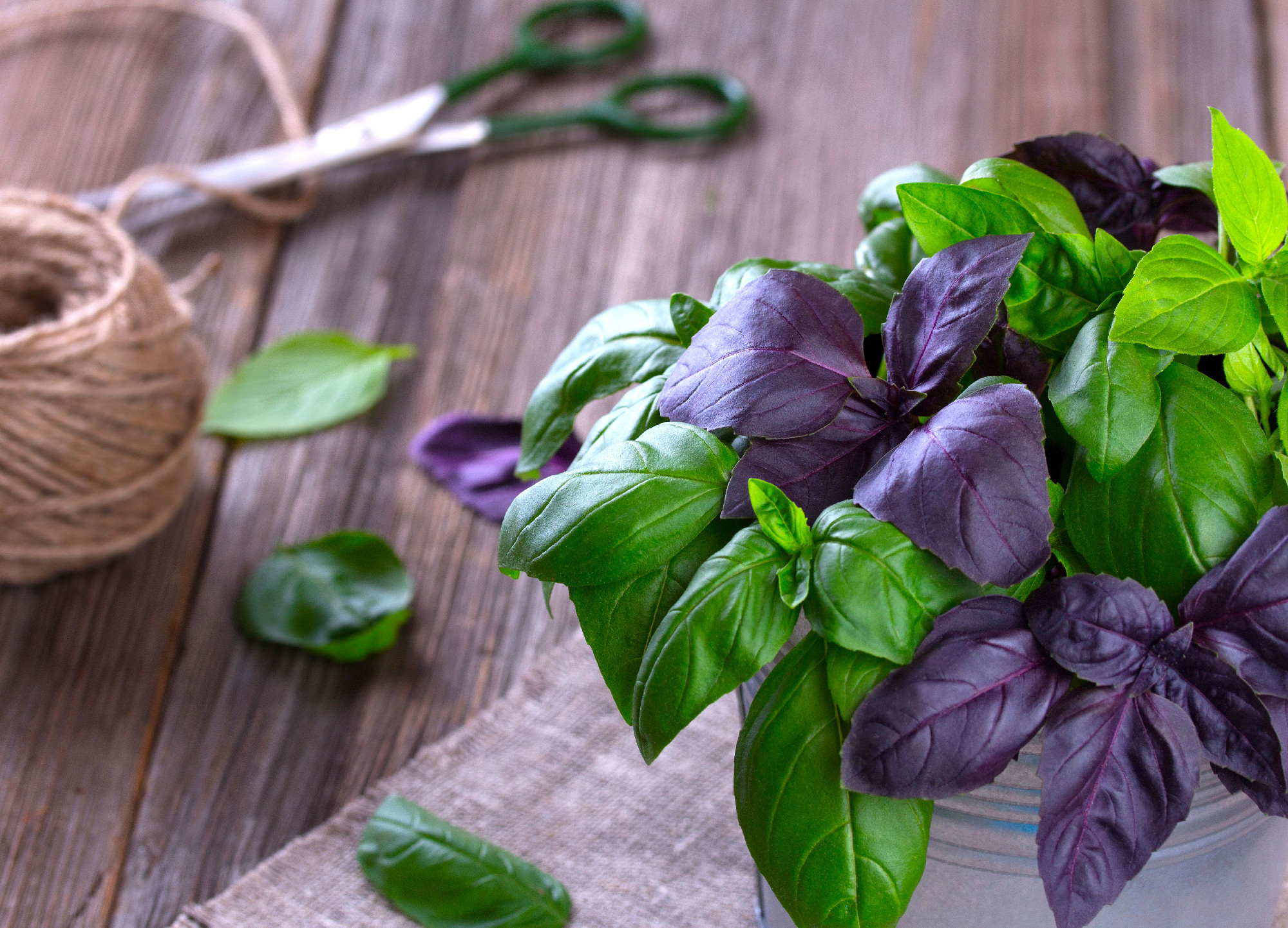 bunch of Fresh green and violet basil leaves on wood background