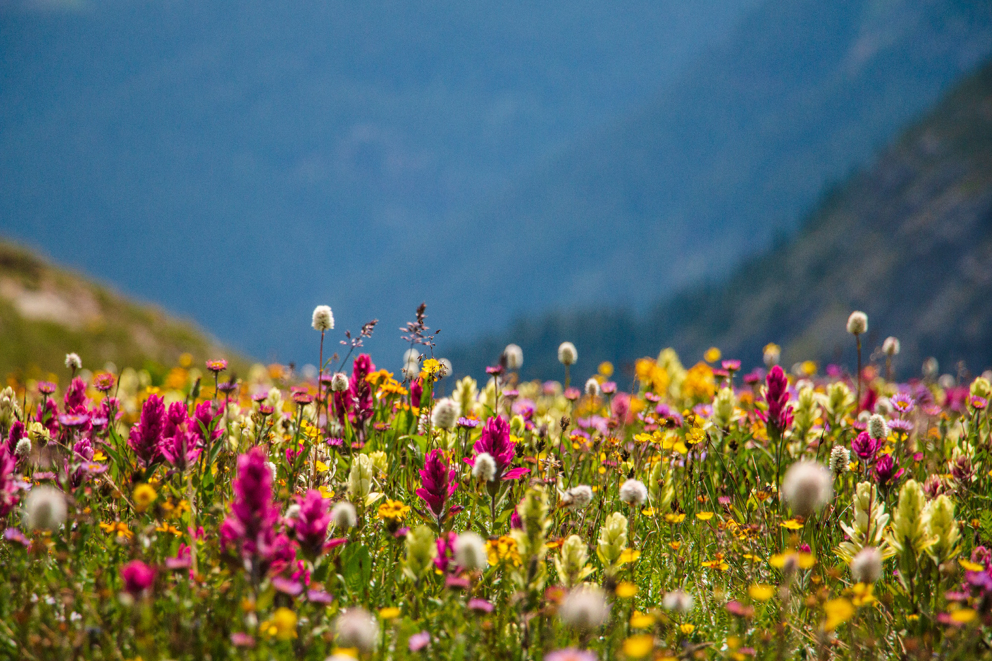 Wildflowers in the Colorado mountains near Silverton