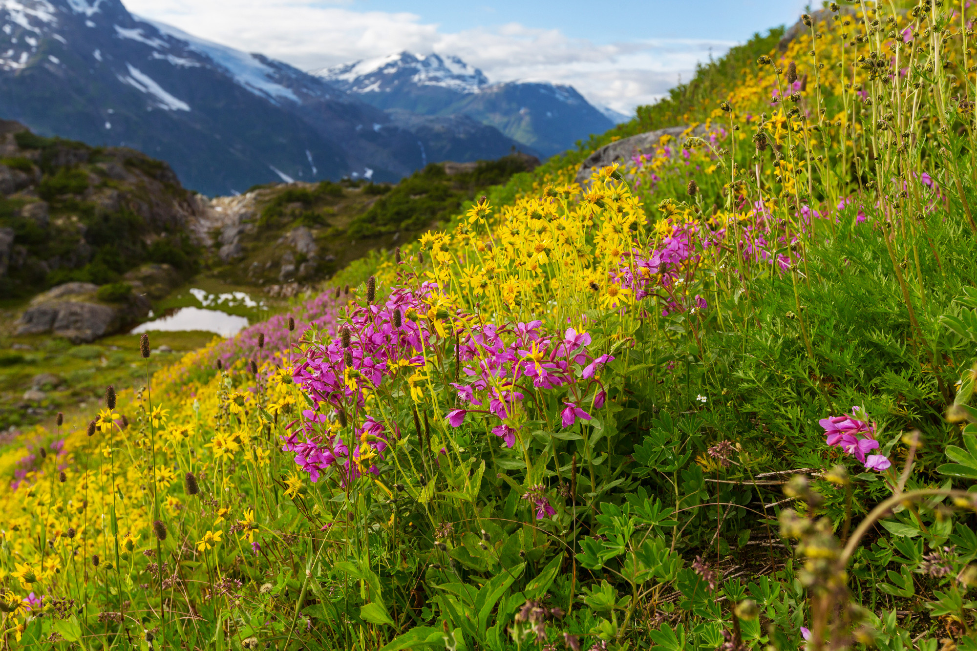 Mountains meadow
