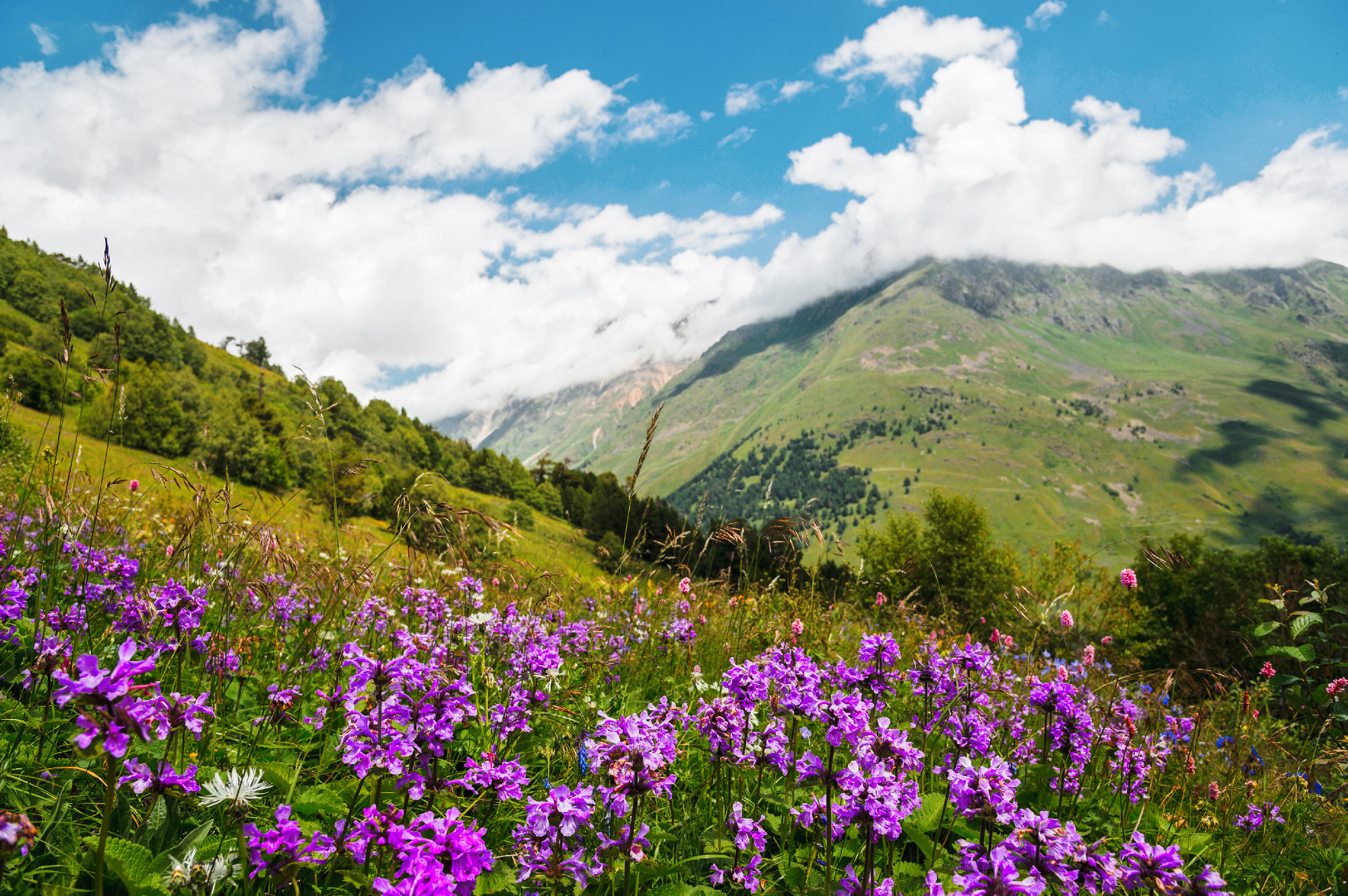 Violet flowers on the mountain slopes