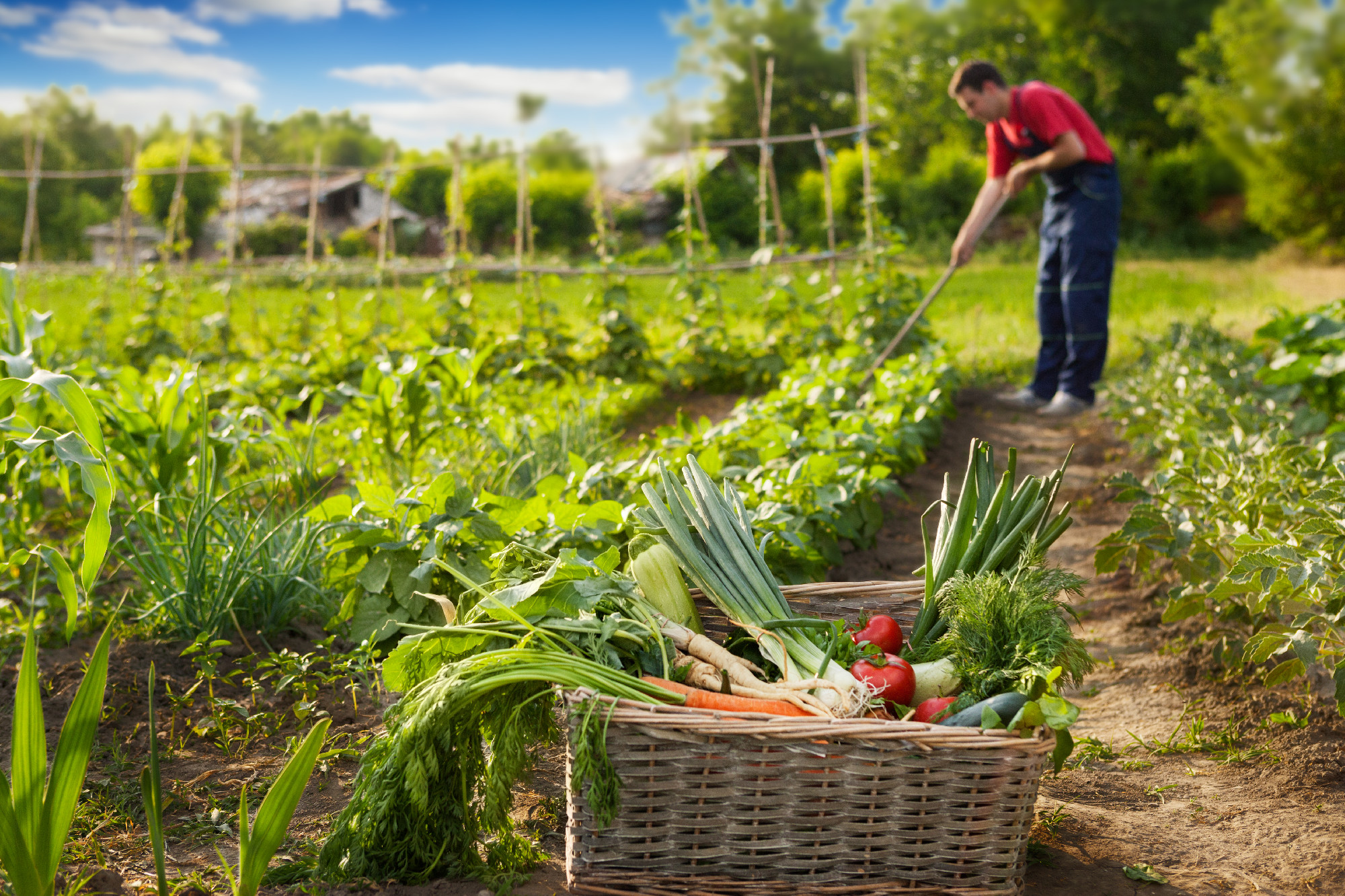 Fresh vegetable in wicker basket in garden