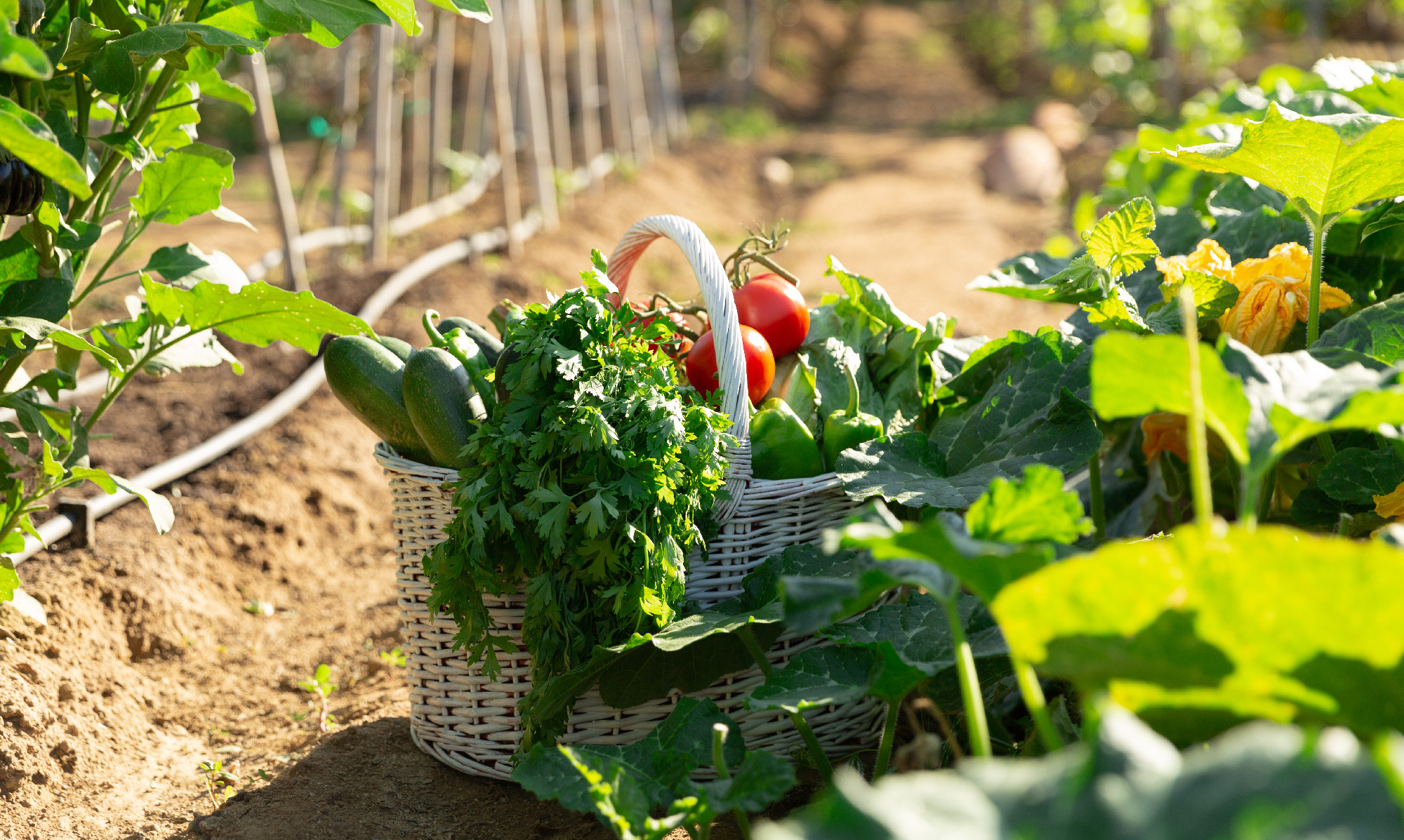 Rich vegetable garden harvest in basket