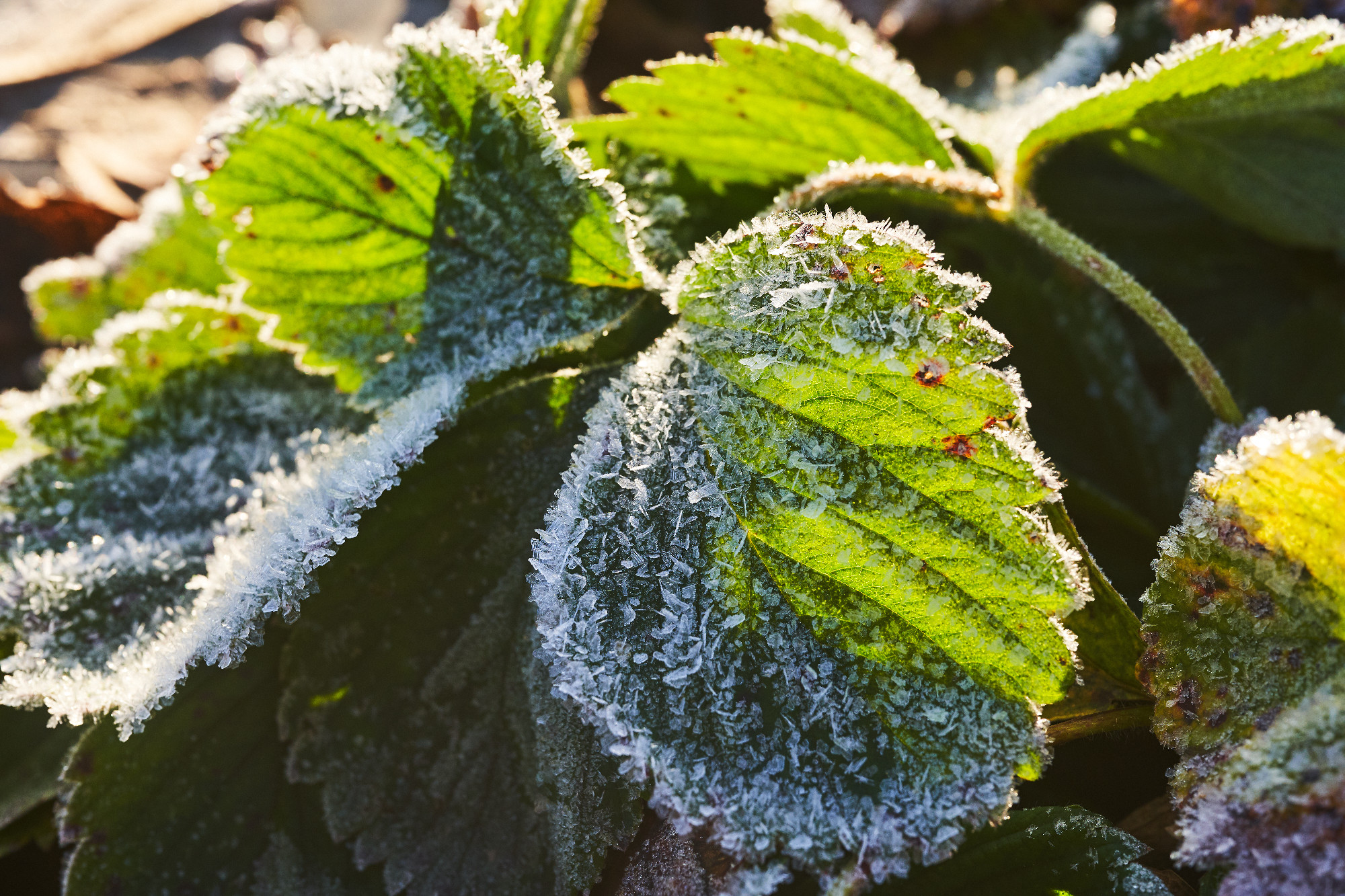 Strawberry leaves covered with ice crystals in the morning sun