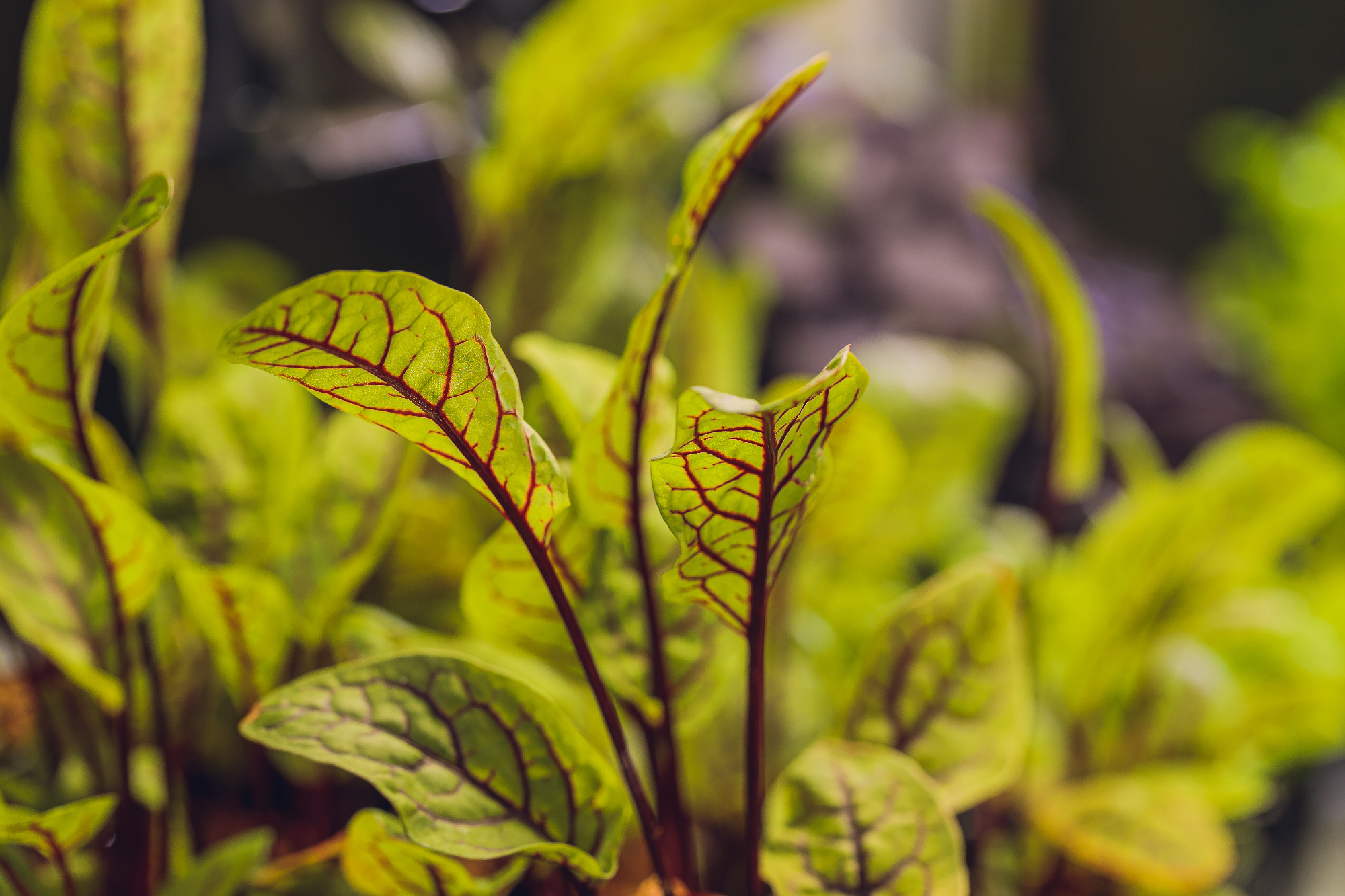 Red beetroot, fresh sprouts and young leaves front view . Vegetable, herb and microgreen. Also beet, table, garden or red beet. Macro photo with water drops.