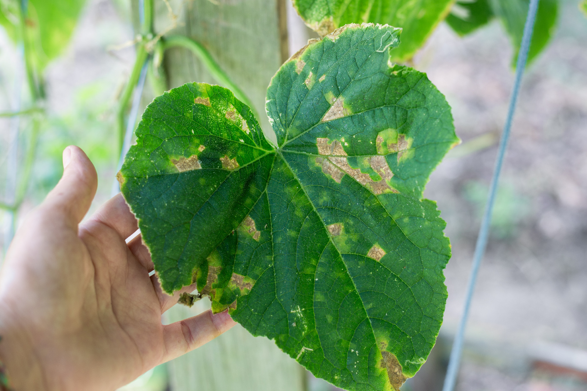 A gardener examines the leaves of a cucumber plant affected by cucumber mosaic disease. Spots on a green leaf