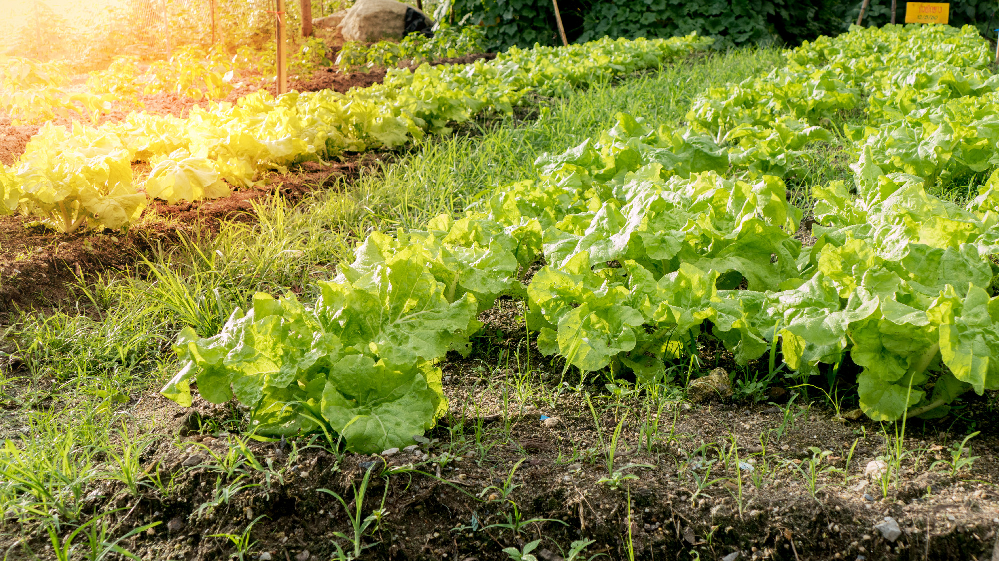 Vegetable in garden