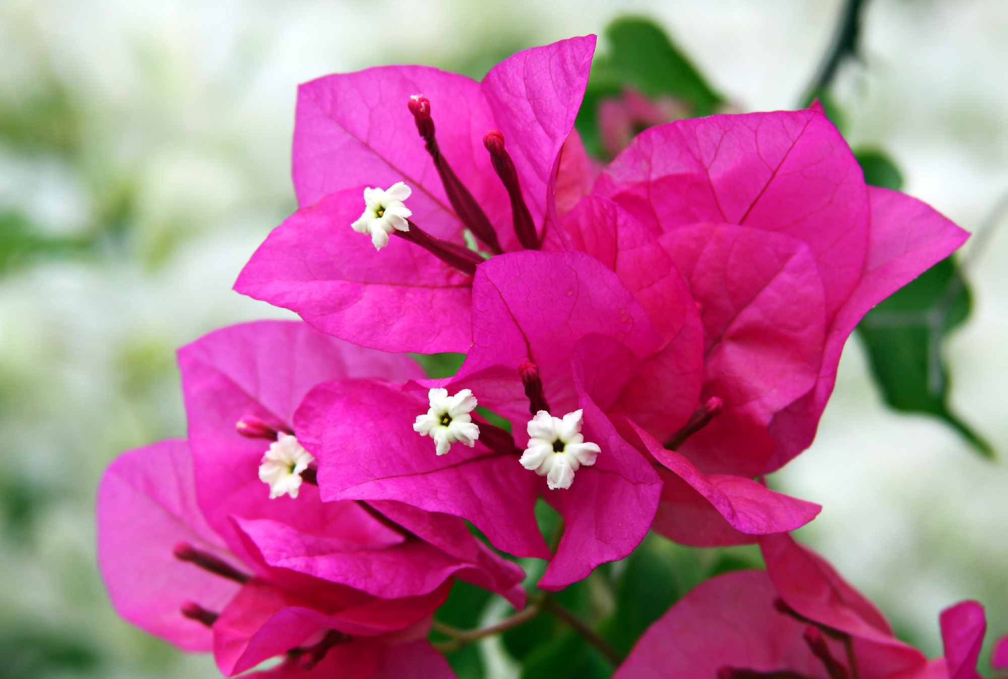 Flowers and bracts of bougainvillea