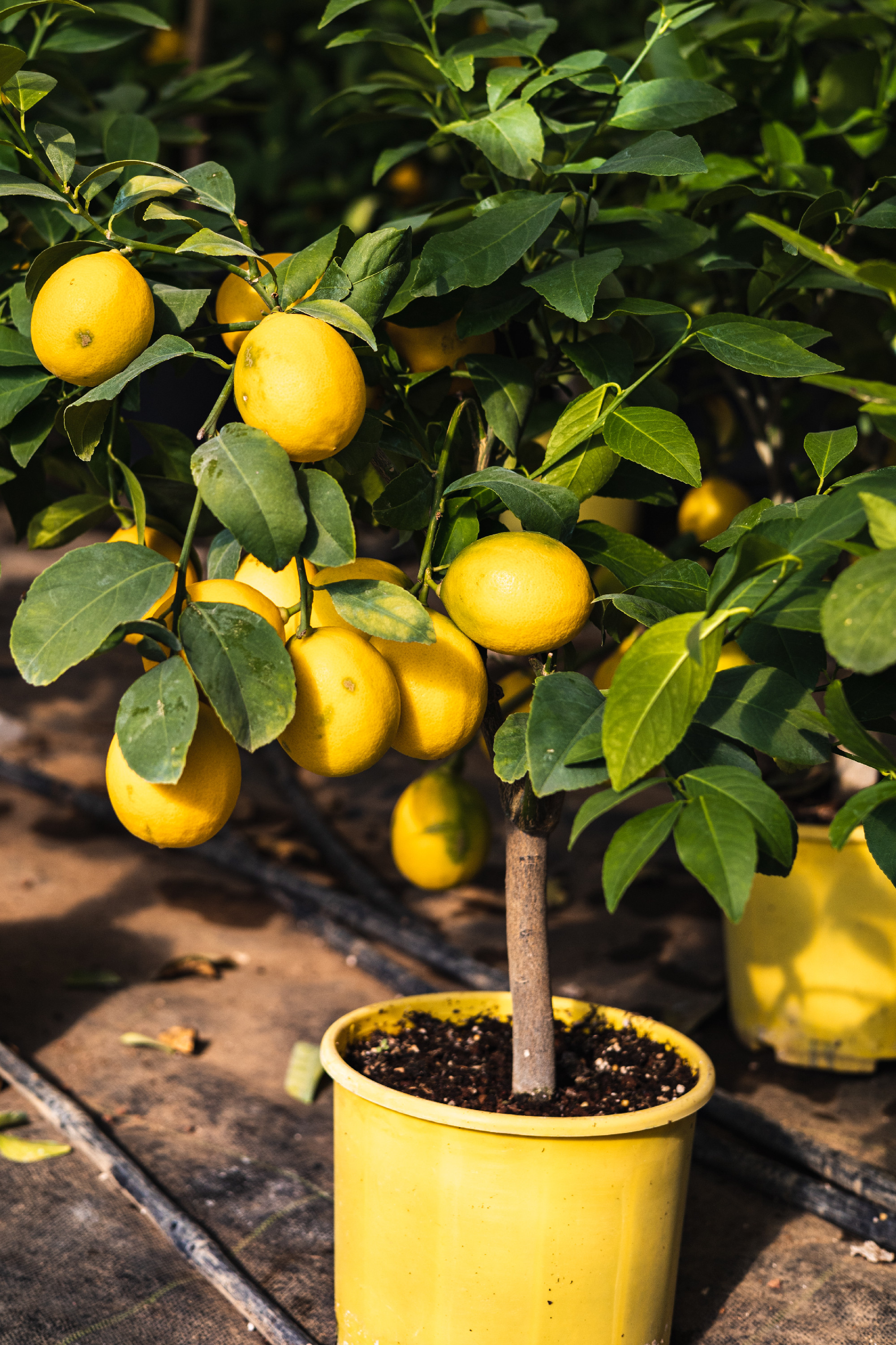 Lemon tree growing in a pot, Container Gardening. Close-up of lemon fruit in a greenhouse. Shallow depth of field.
