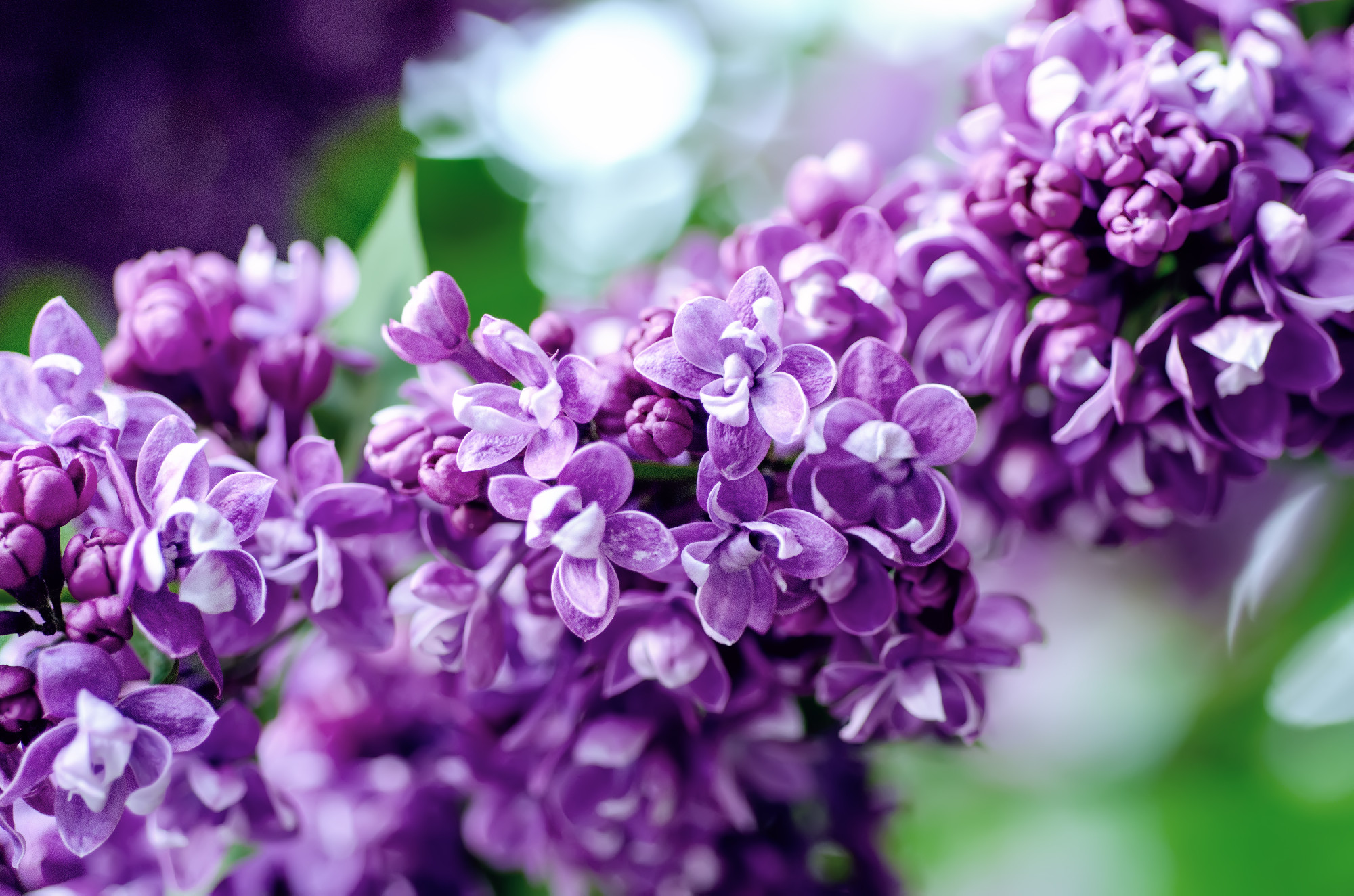 Spring lilac flowers
