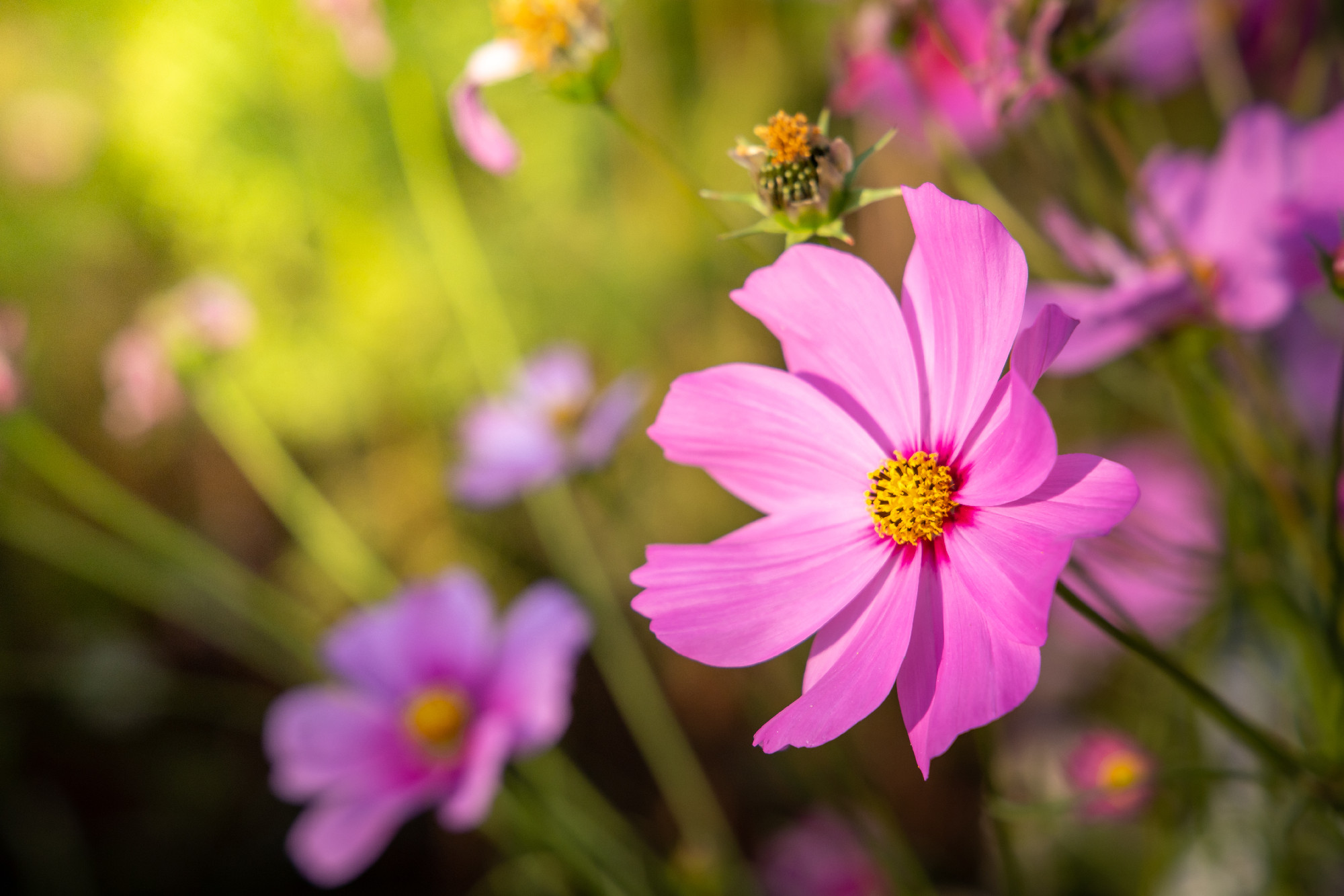 Beautiful Cosmos flowers in garden. Nature background.