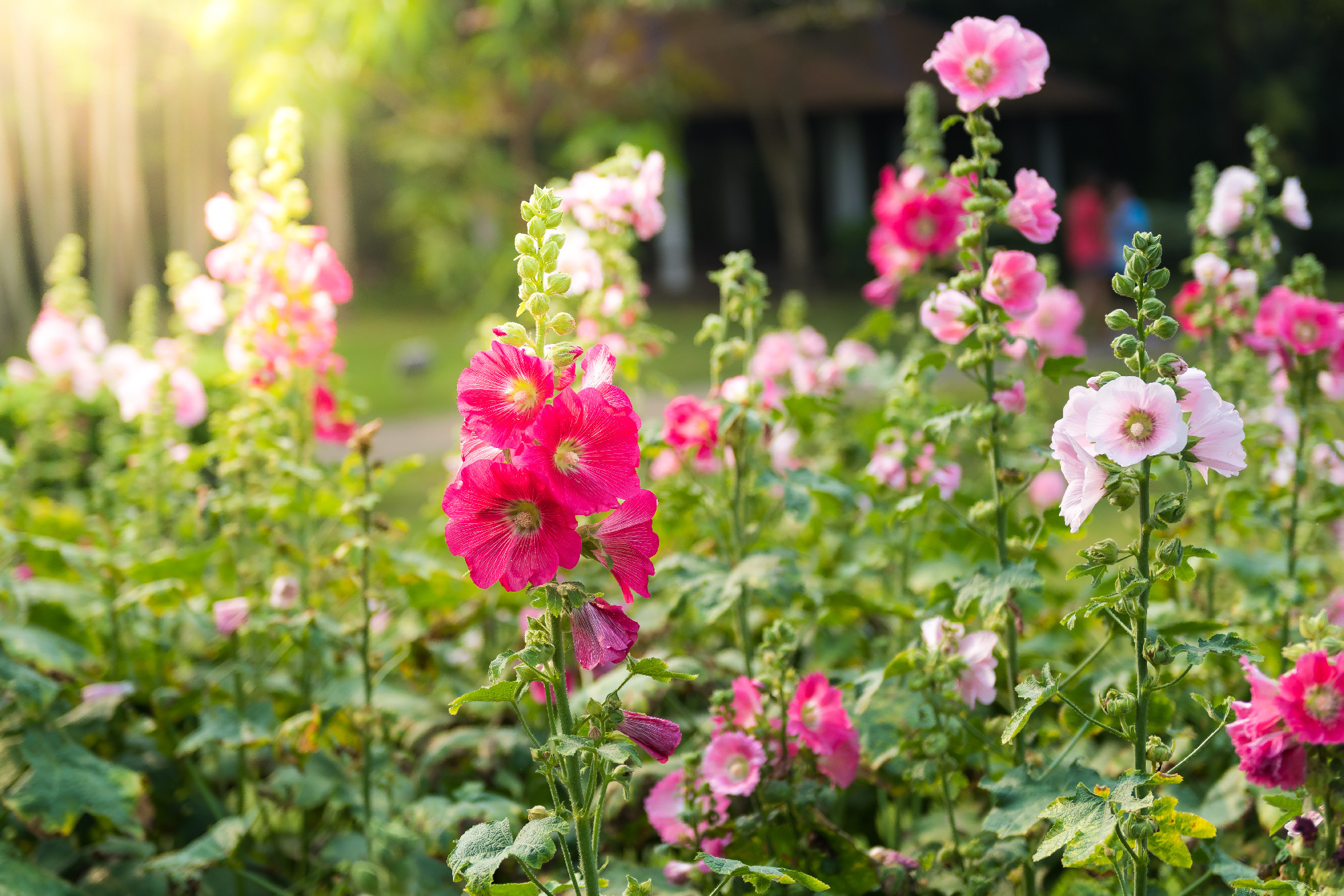 pink and white hollyhock flower