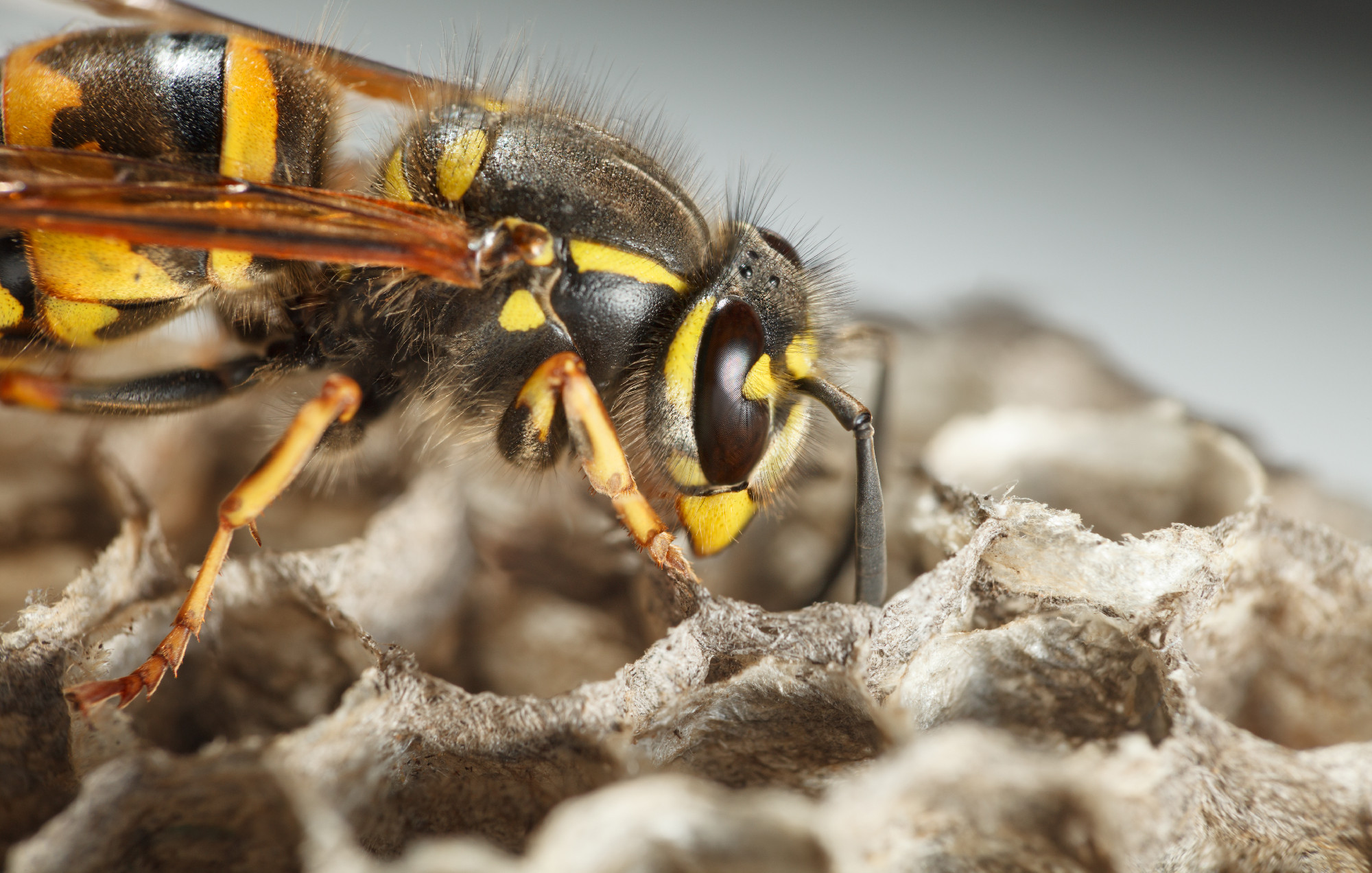 Wasp on chambers