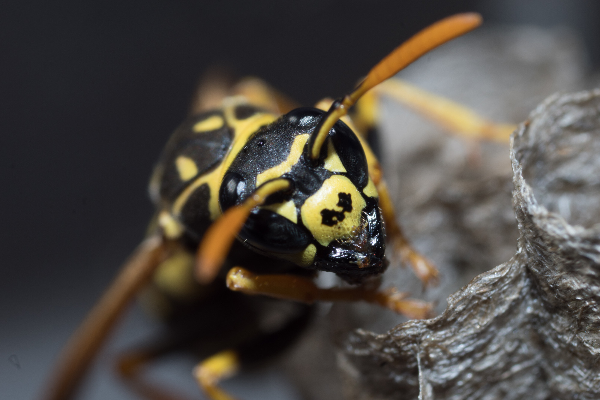 A young Paper Wasp Queen builds a nest to start a new colony.