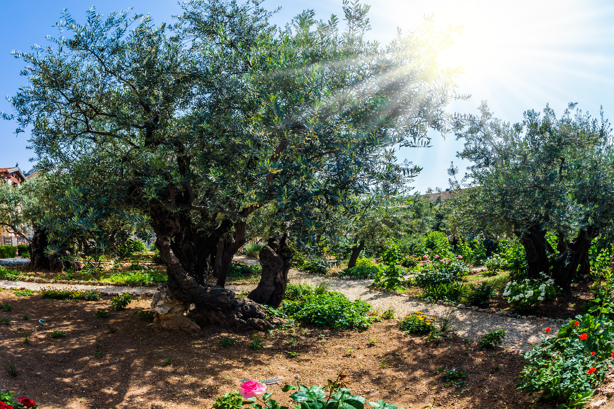 Branched olive trees