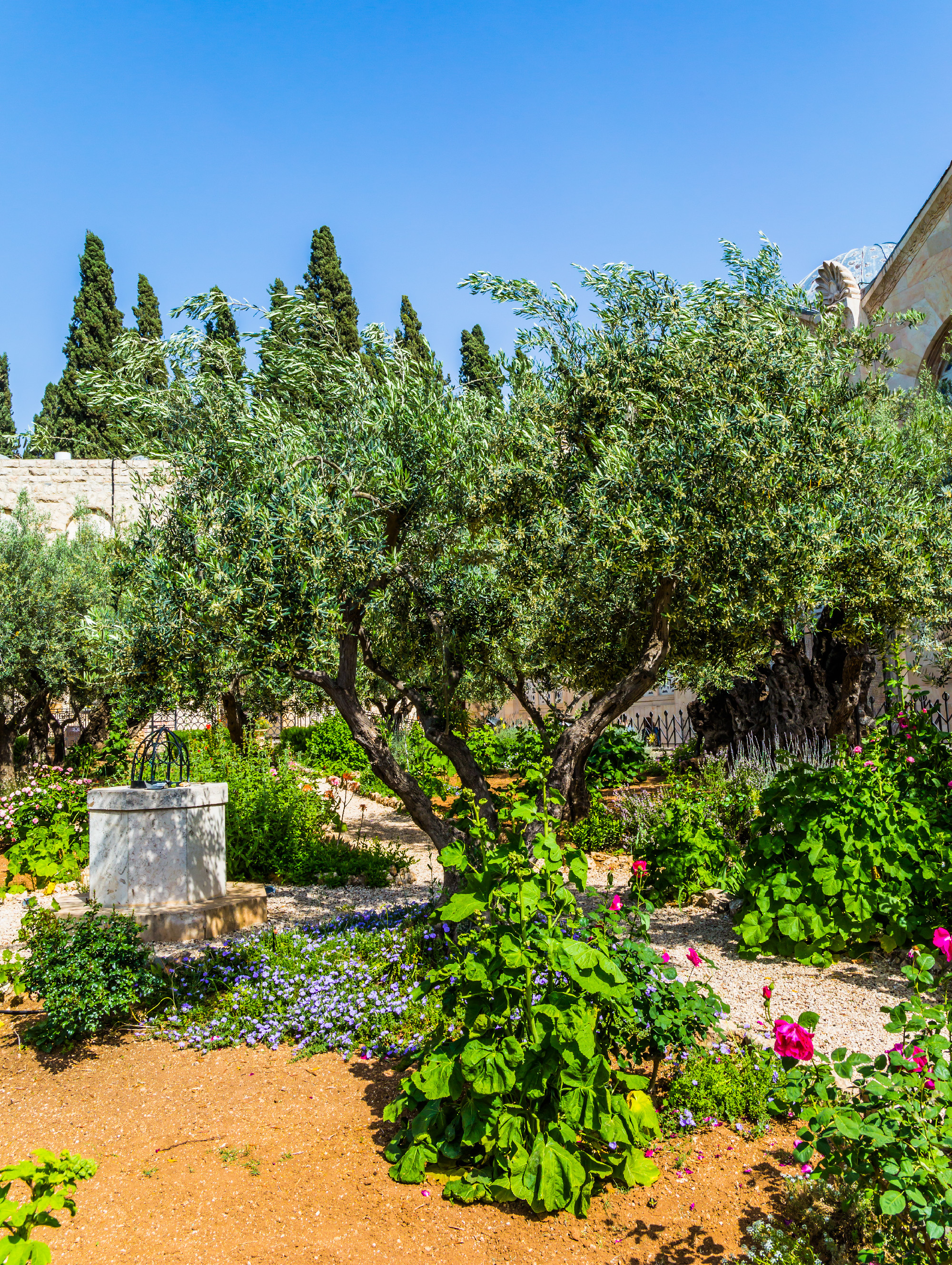 The holy Garden of Gethsemane