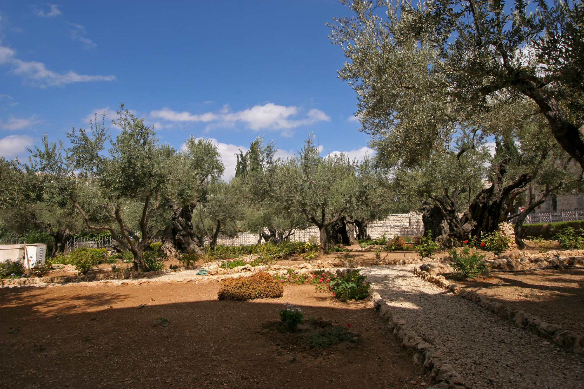 Jerusalem-Garden of Gethsemane