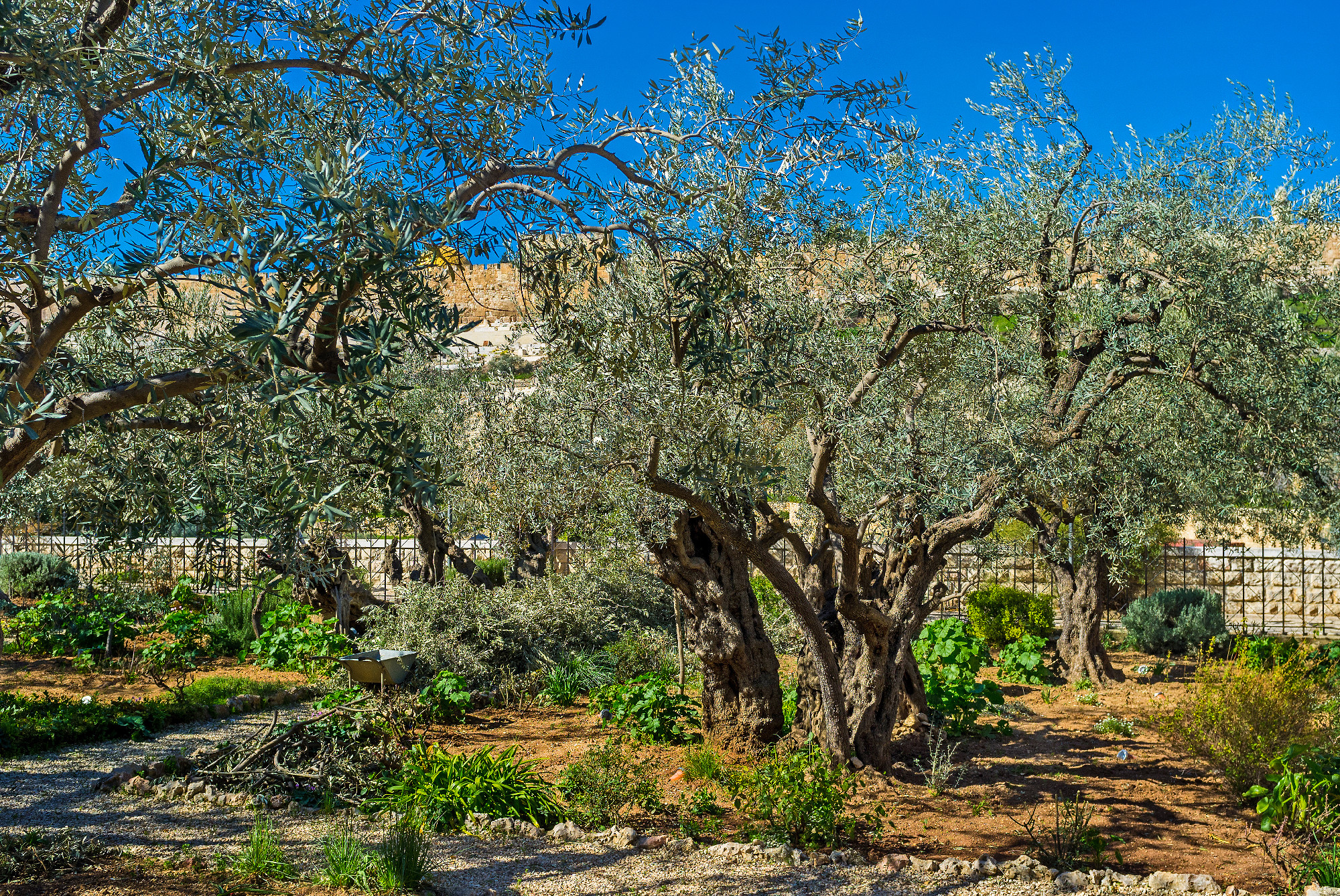 The old olive garden
