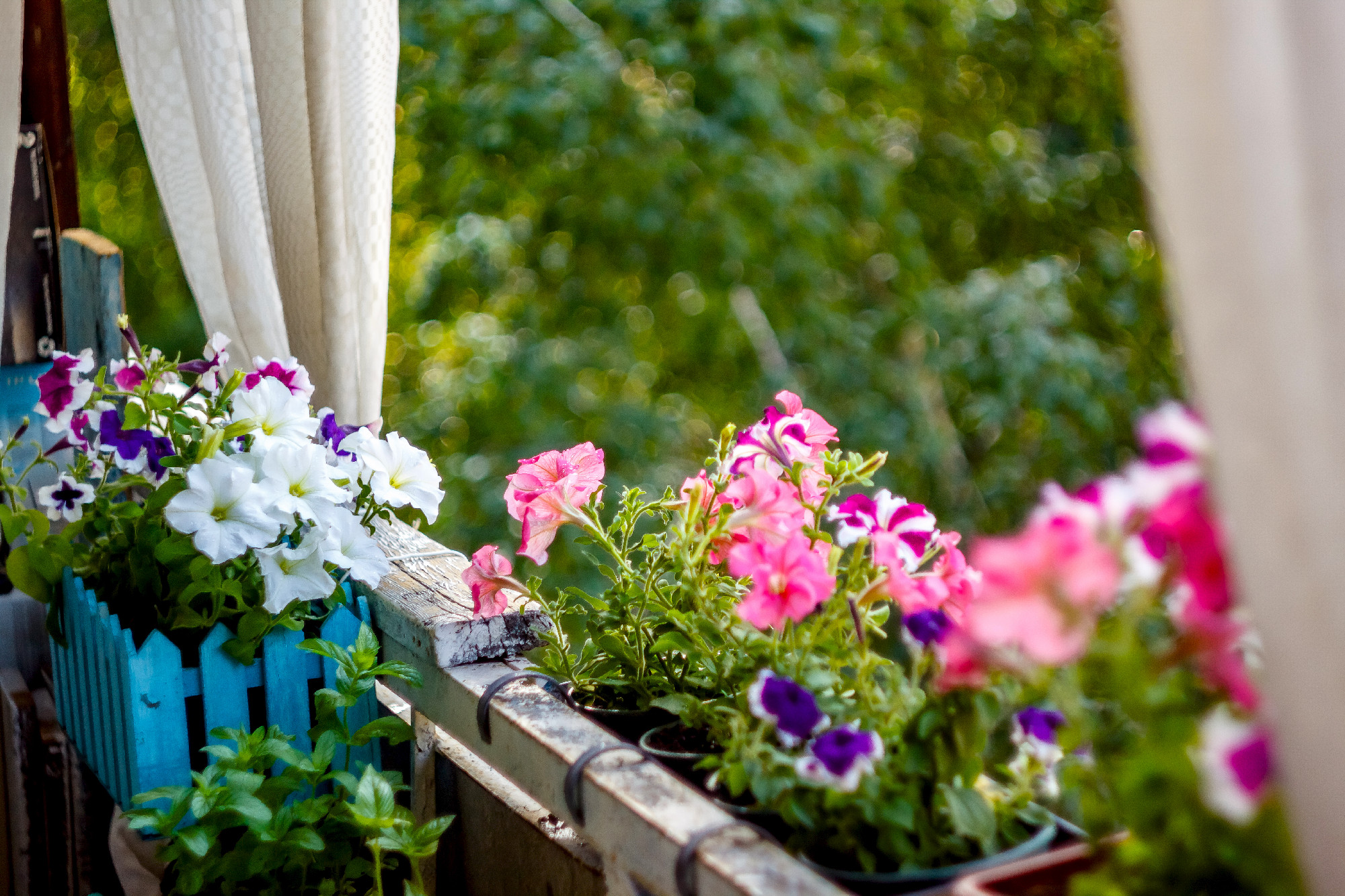 petunia flowers red, pink purple, white flowers in a flower pot
