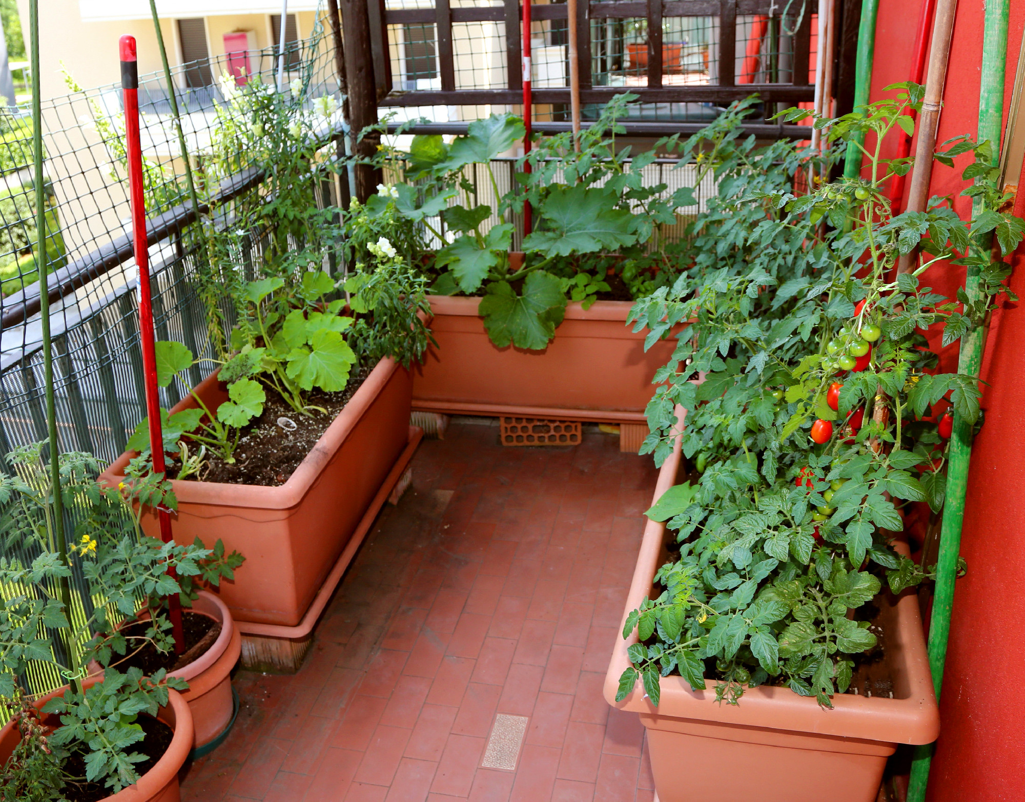 pots of tomatoes and other vegetables in the terrace of a house