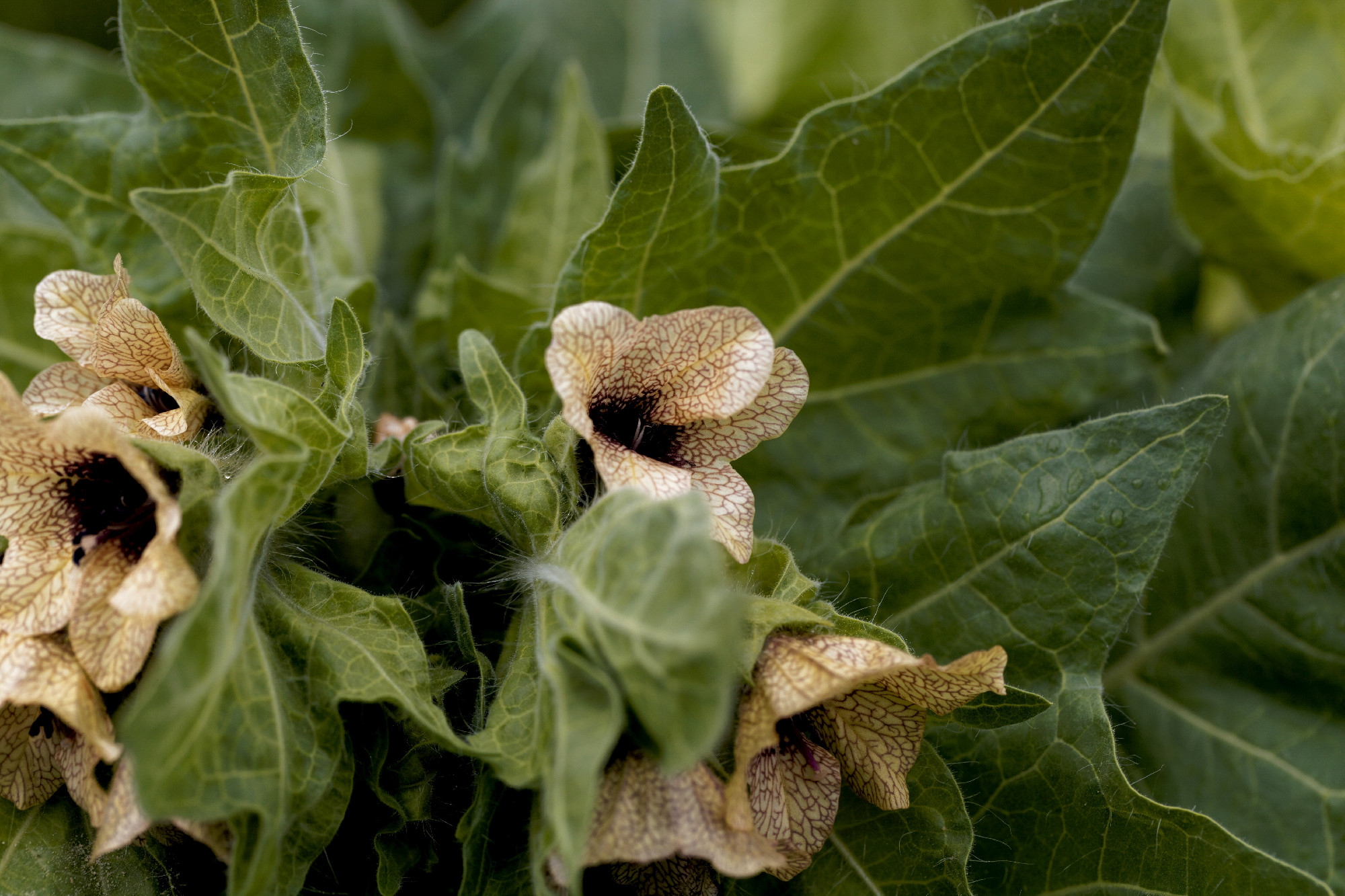 Flower of a black henbane, Hyoscyamus niger