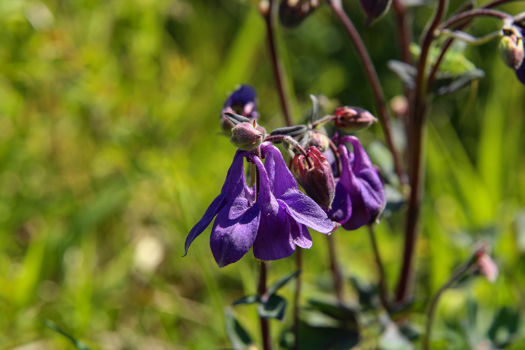 Macro shot of an aquilegia flower bud