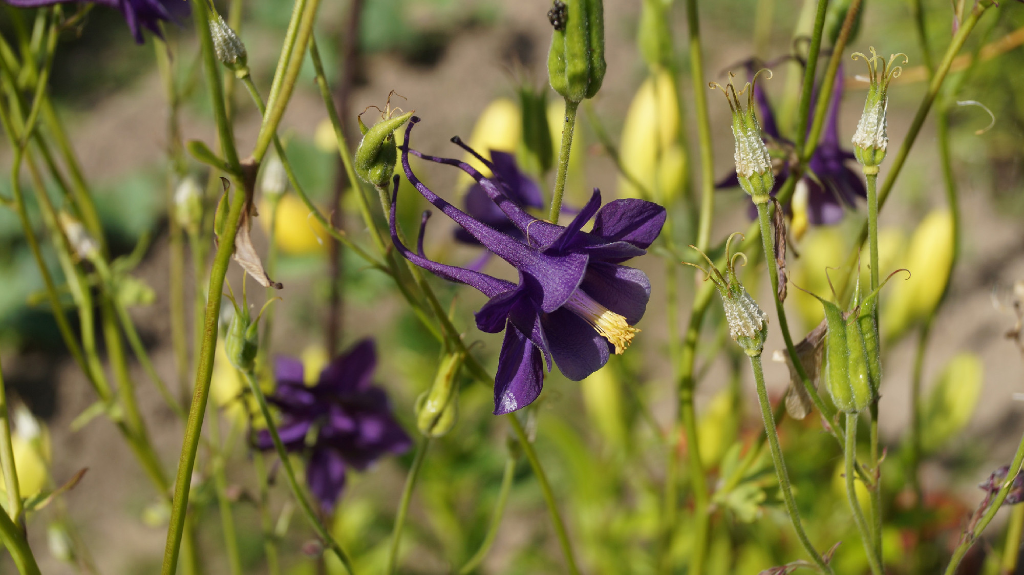 Purple aquilegia on a background of green plants