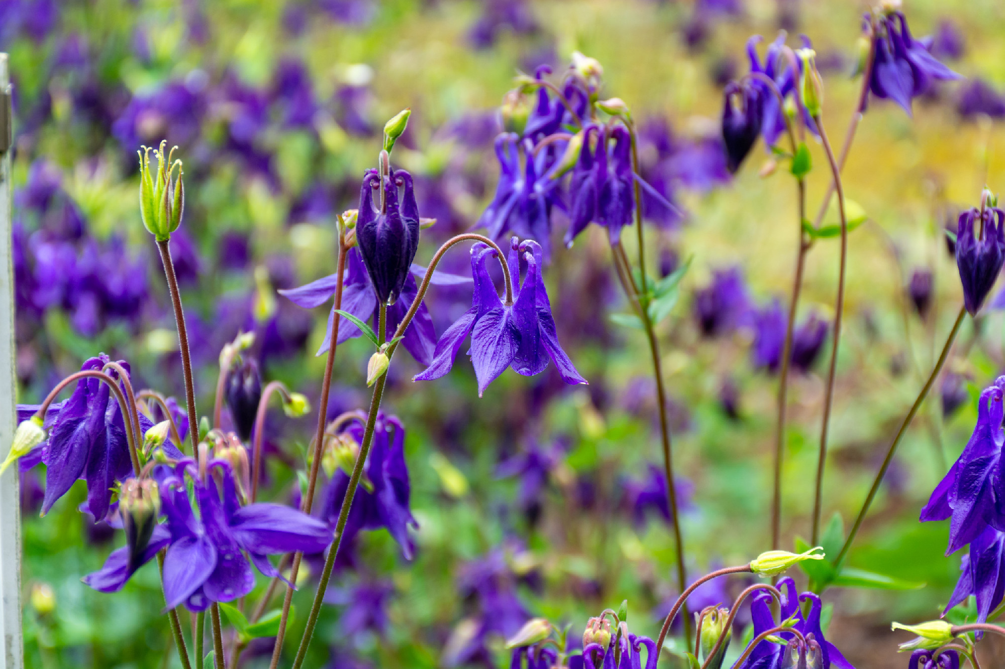 Botanical collection, young green leaves and violet flowers of g
