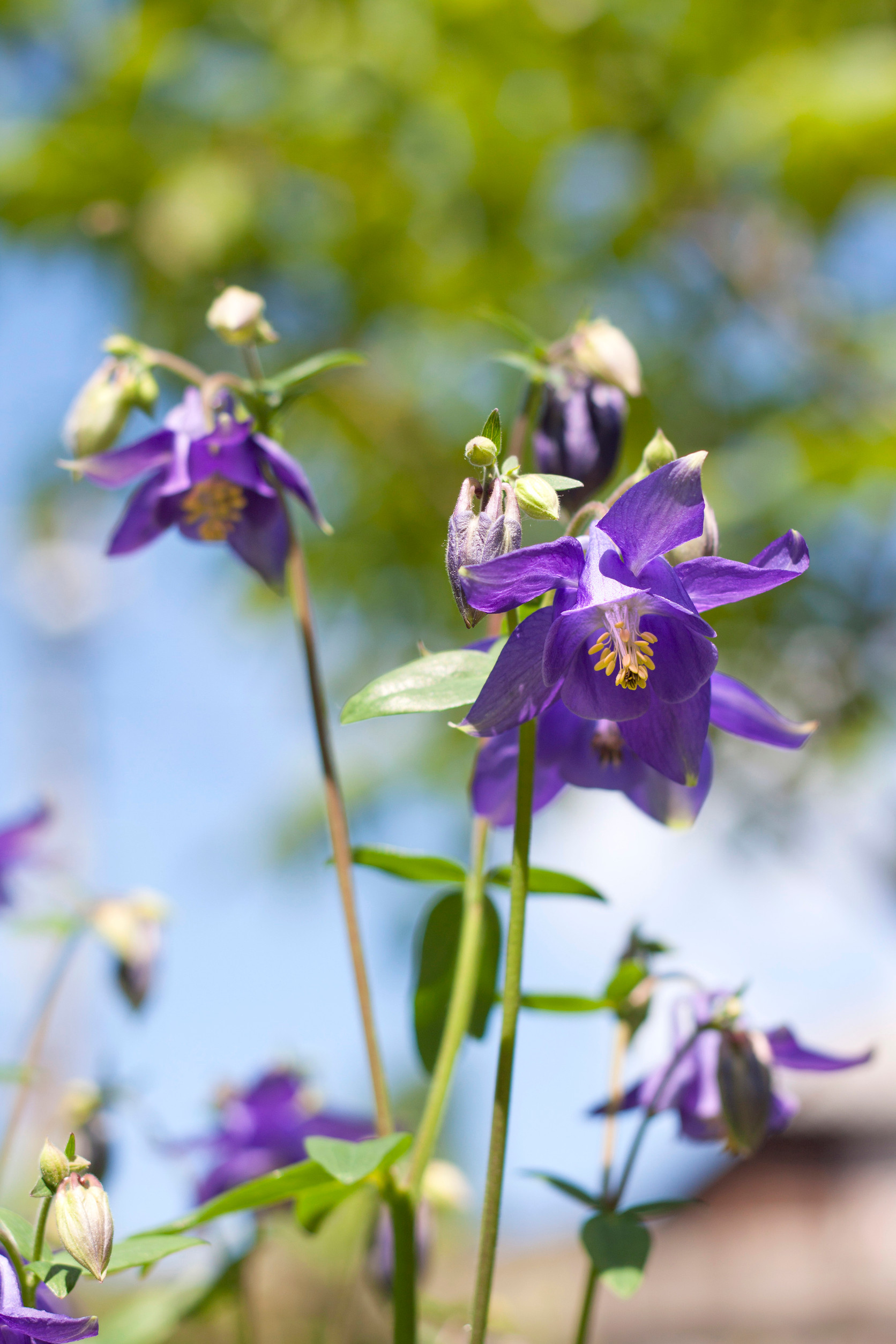 Blue Aquilegia flowers closeup
