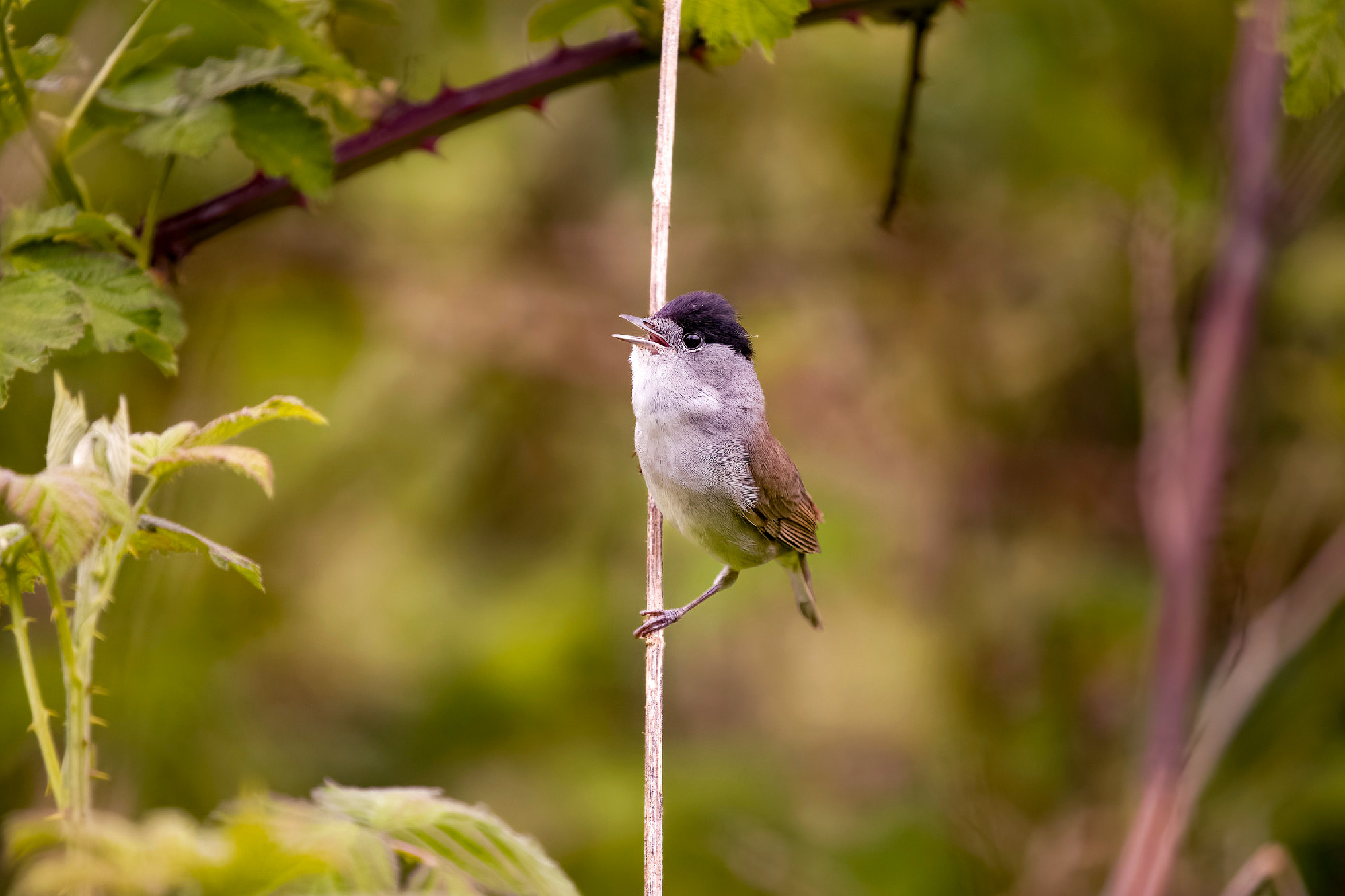 Blackcap, Sylvia atricapilla