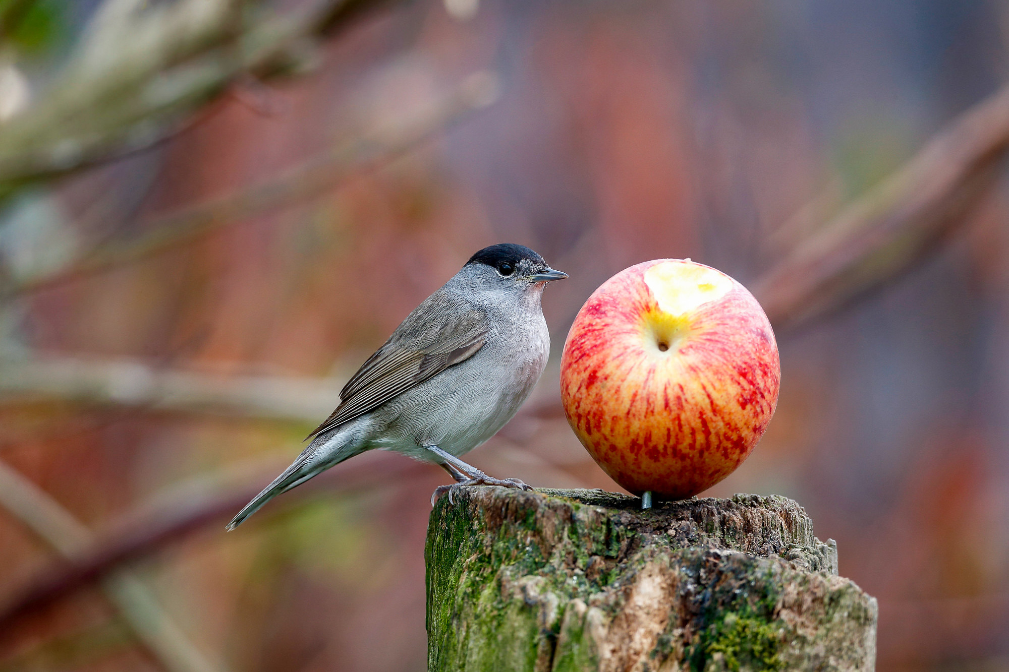 Blackcap, Sylvia atricapilla