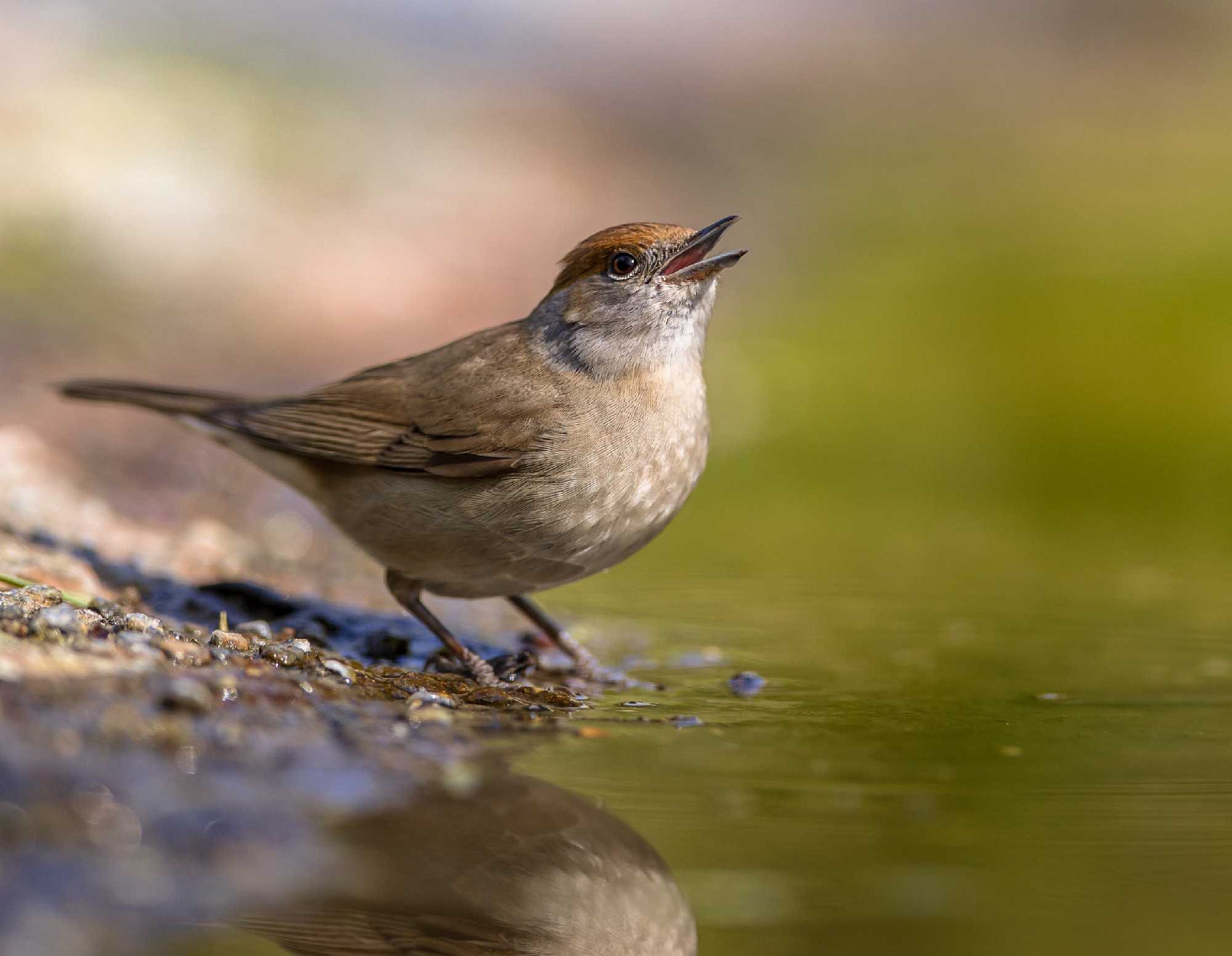 Female Eurasian blackcap