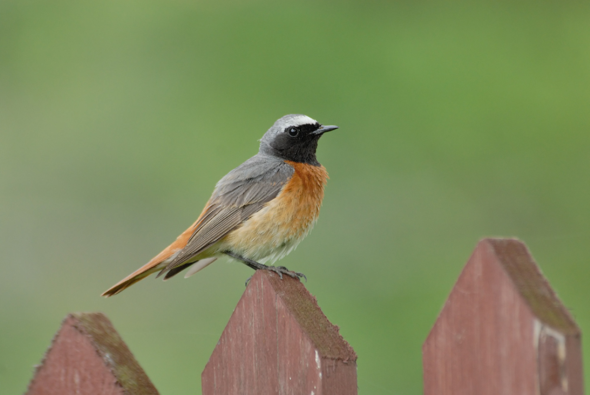 Perching male Redstart at the fence