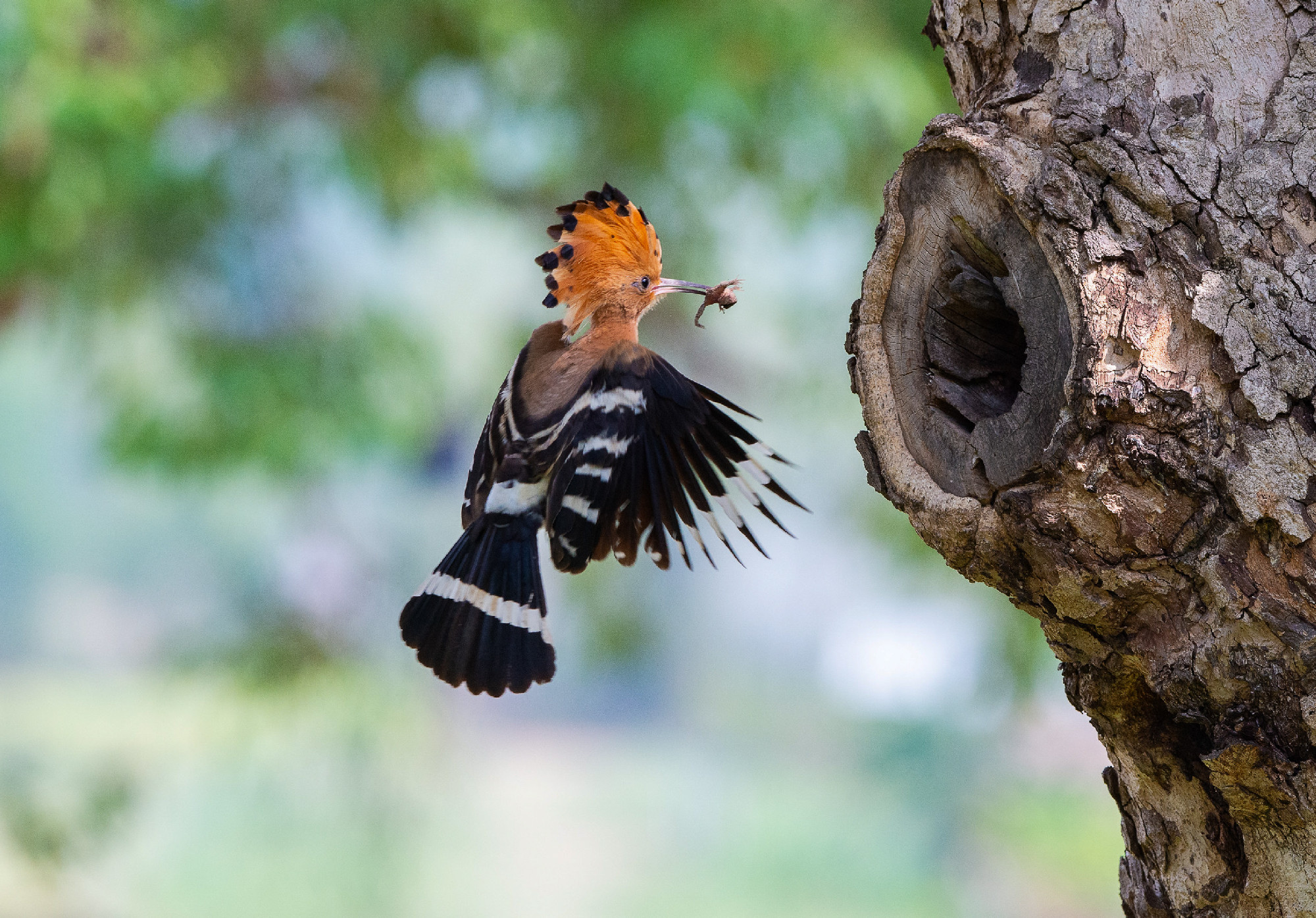 Parent bird feeding a chick in a nest in a tree hole. Eurasian H
