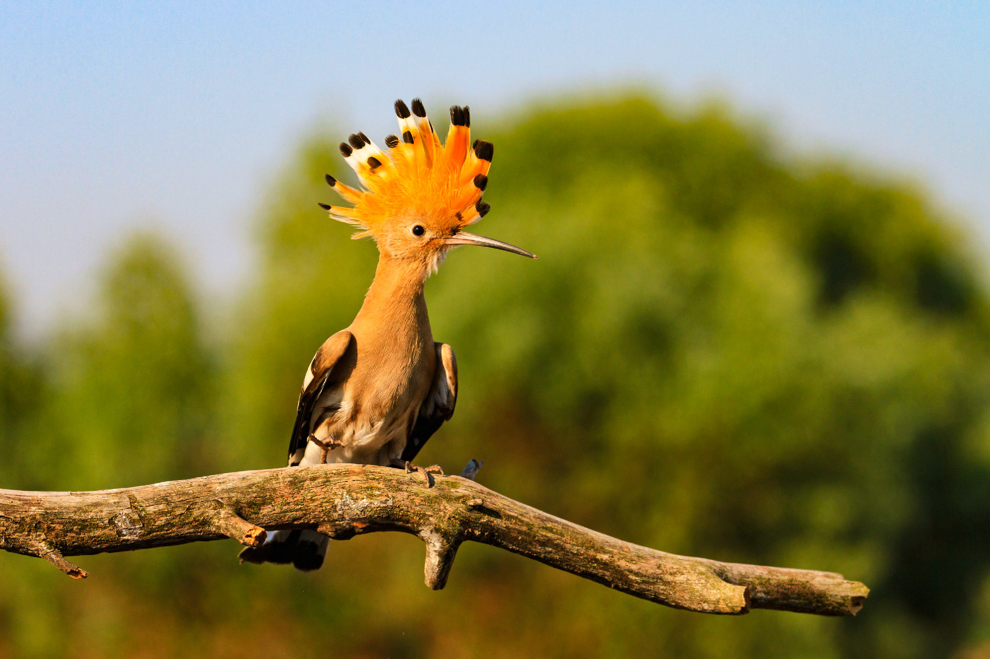crown on the head of a bird