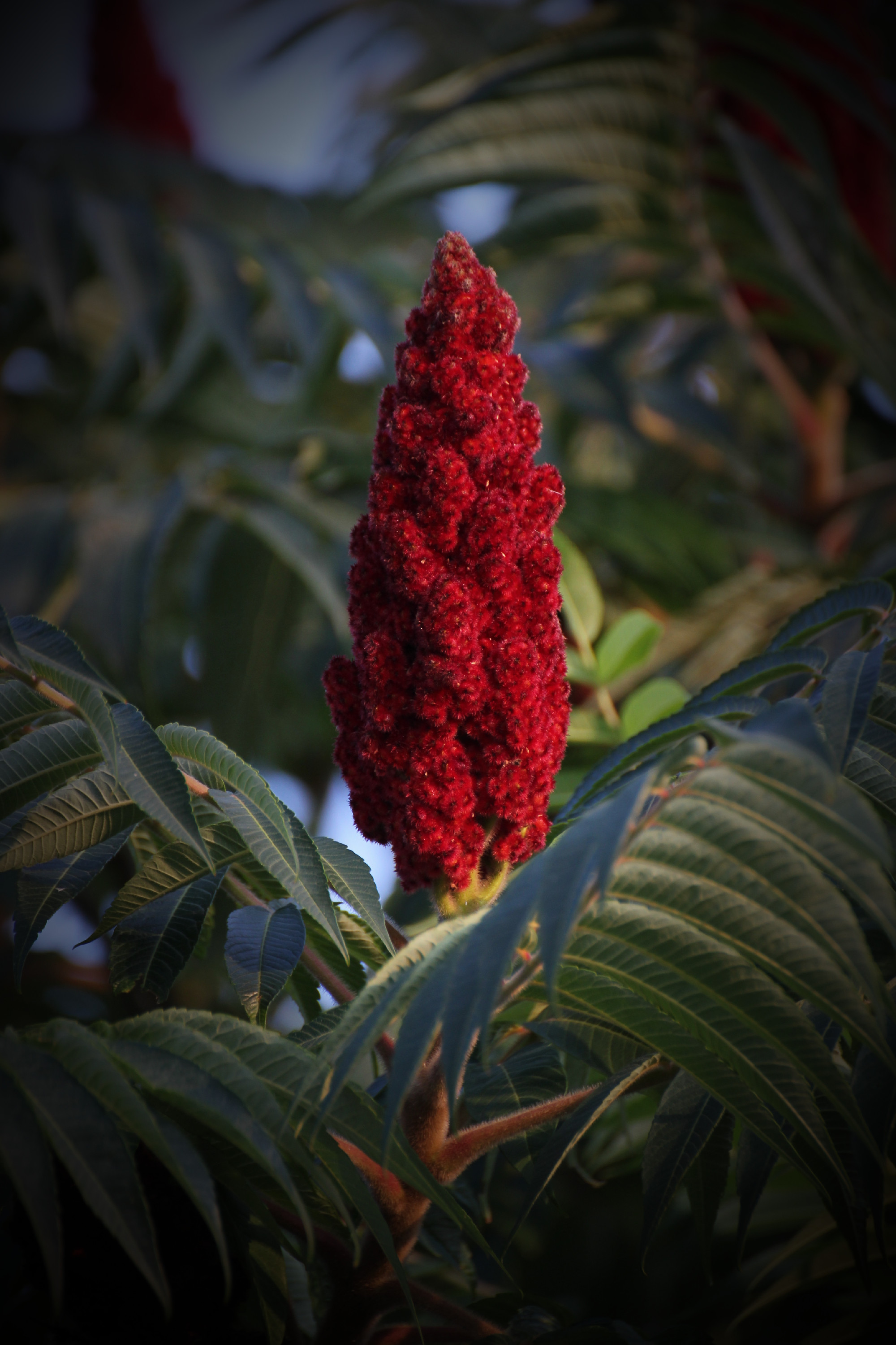 Staghorn Sumac