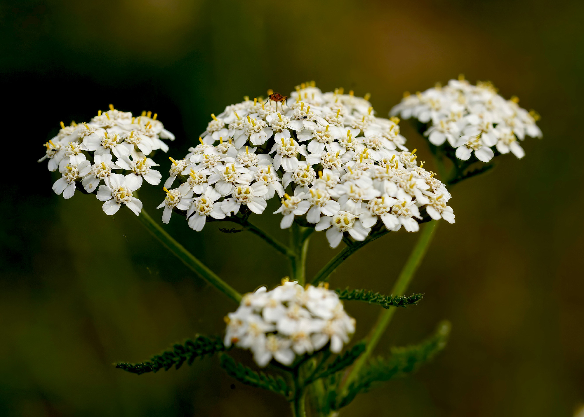 Closeup on the white flowering common yarrow wildflower, Achille